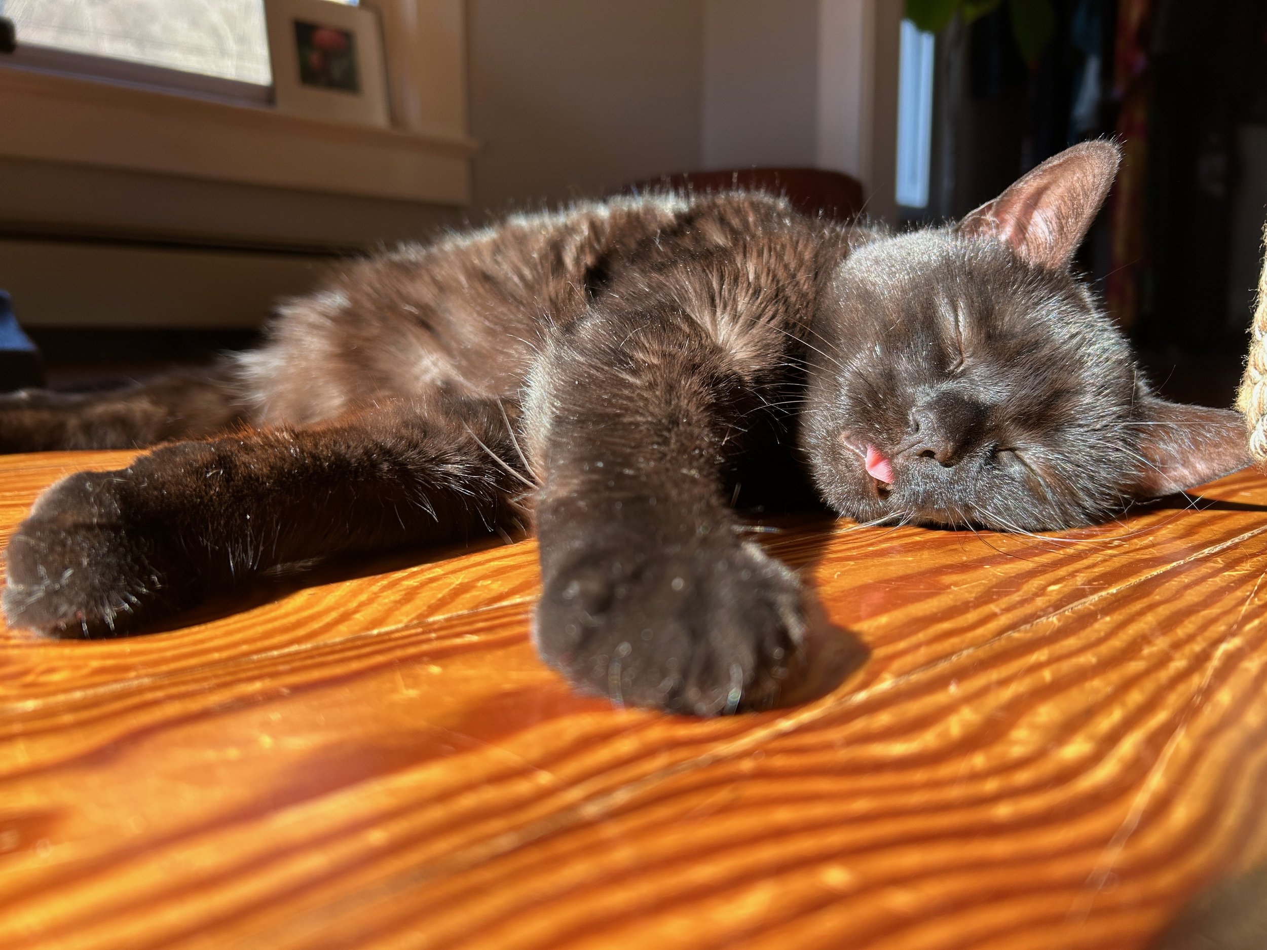 black cat sprawled out on a sunlit wood floor with its little pink tongue sticking out so help me god