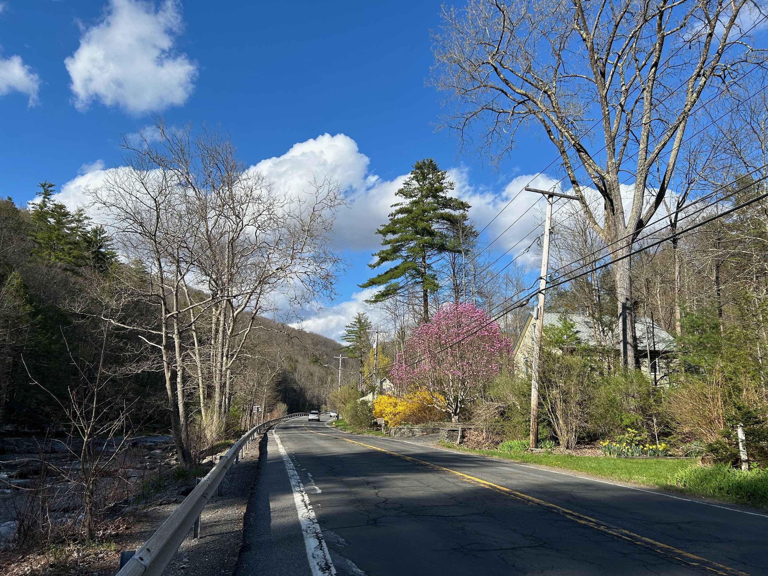 a two-lane road flanked by tall trees, some of which are starting to bloom, a blue sky and clouds