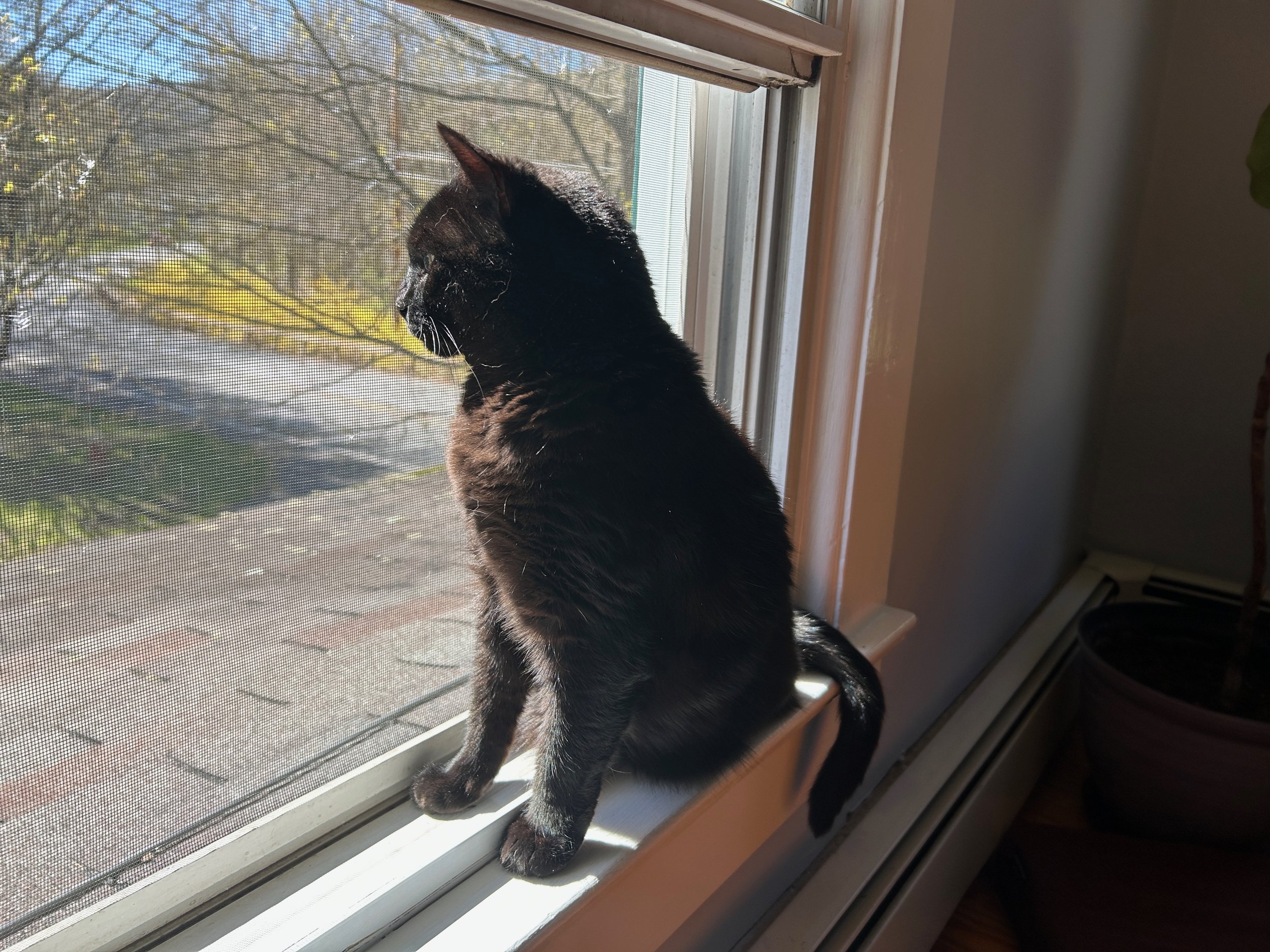 a black cat sitting on a windowsill looking out a screen window with tree branches, forsythia and a road in the background