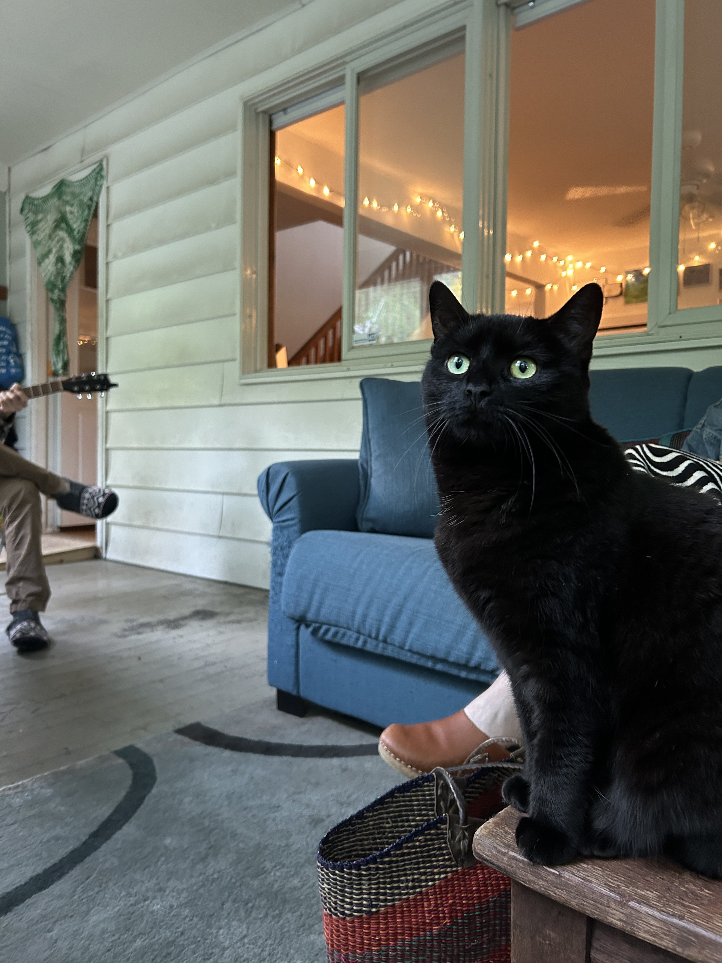 a black cat with green eyes looks gorgeous sitting on the edge of a wooden table