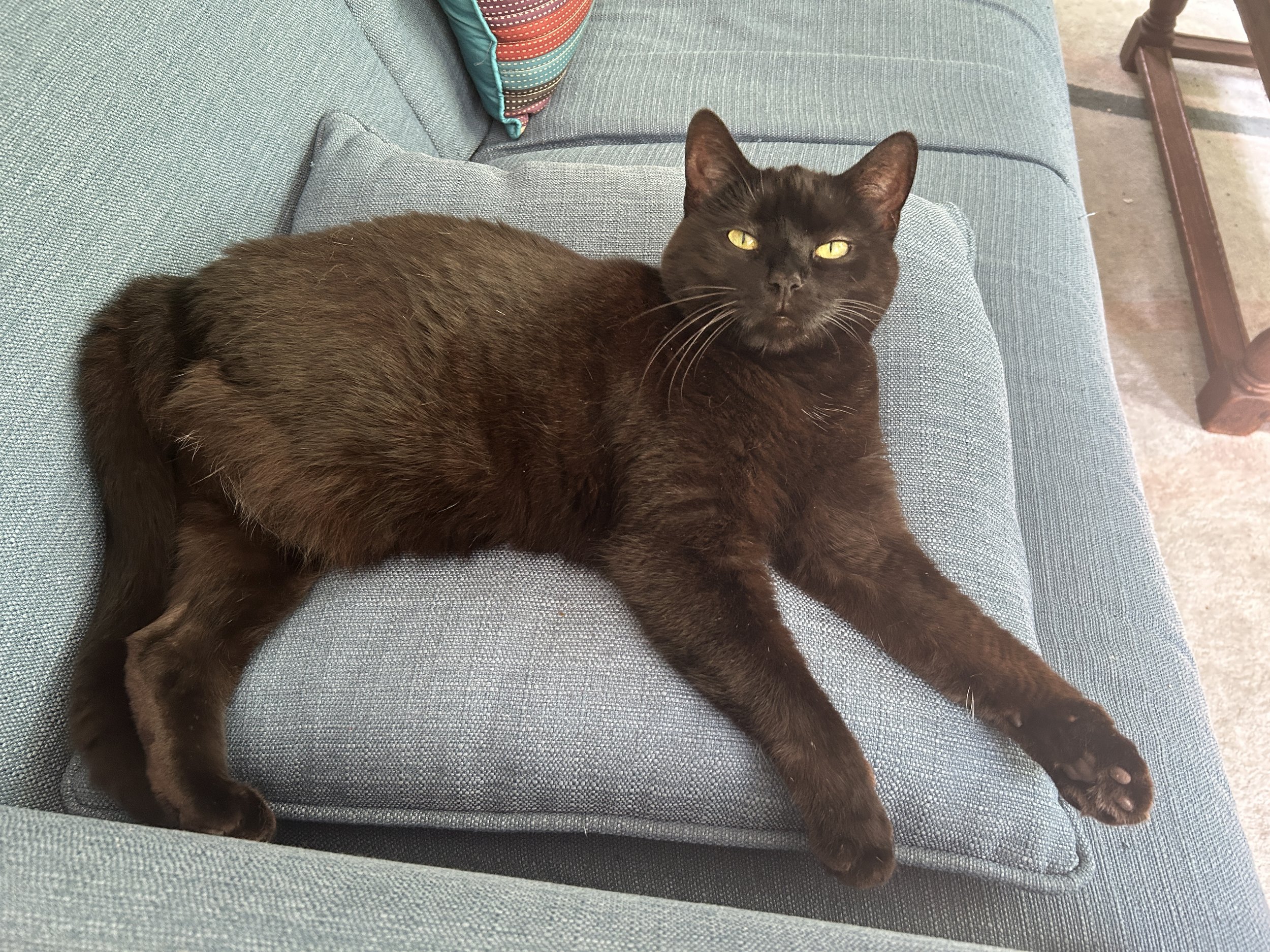 a black cat with green eyes and a missing back leg sprawled on a teal colored pillow on a teal colored sofa