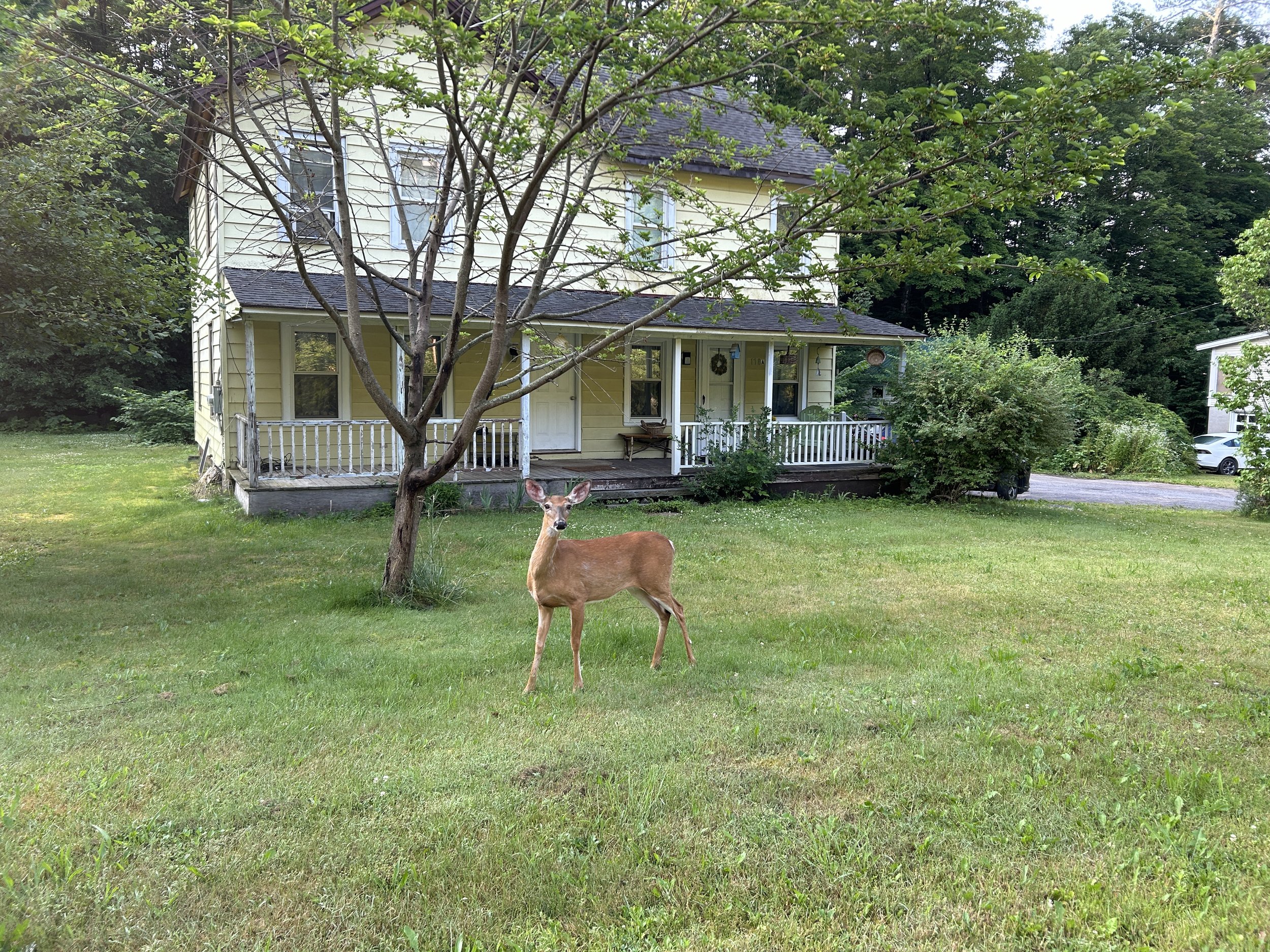 a deer standing in the front yard of a yellow house