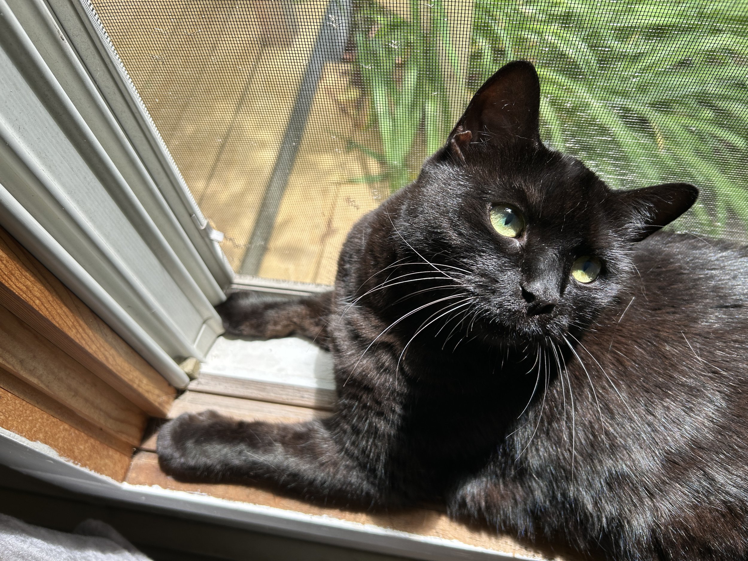a black cat with green eyes and extended paws looking fucking adorable in a windowsill