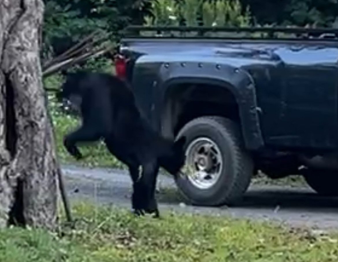 a video still of a black bear yearling jumping out of a tree with the back of a pick-up truck in the backgroun