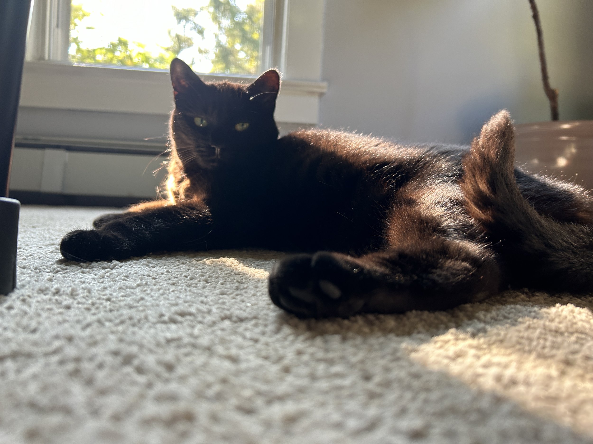 a black cat laying on a light-colored rug with a curled tail tip