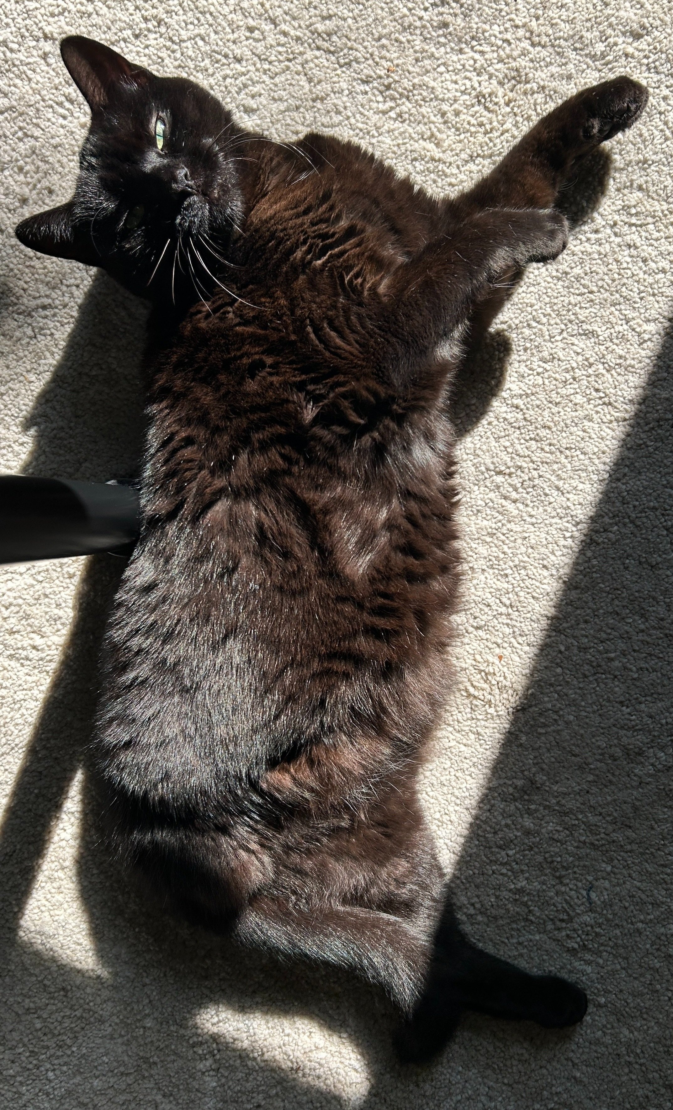 a black cat squinting her green eyes and missing a back leg sprawls in a patch of sun on a light colored rug
