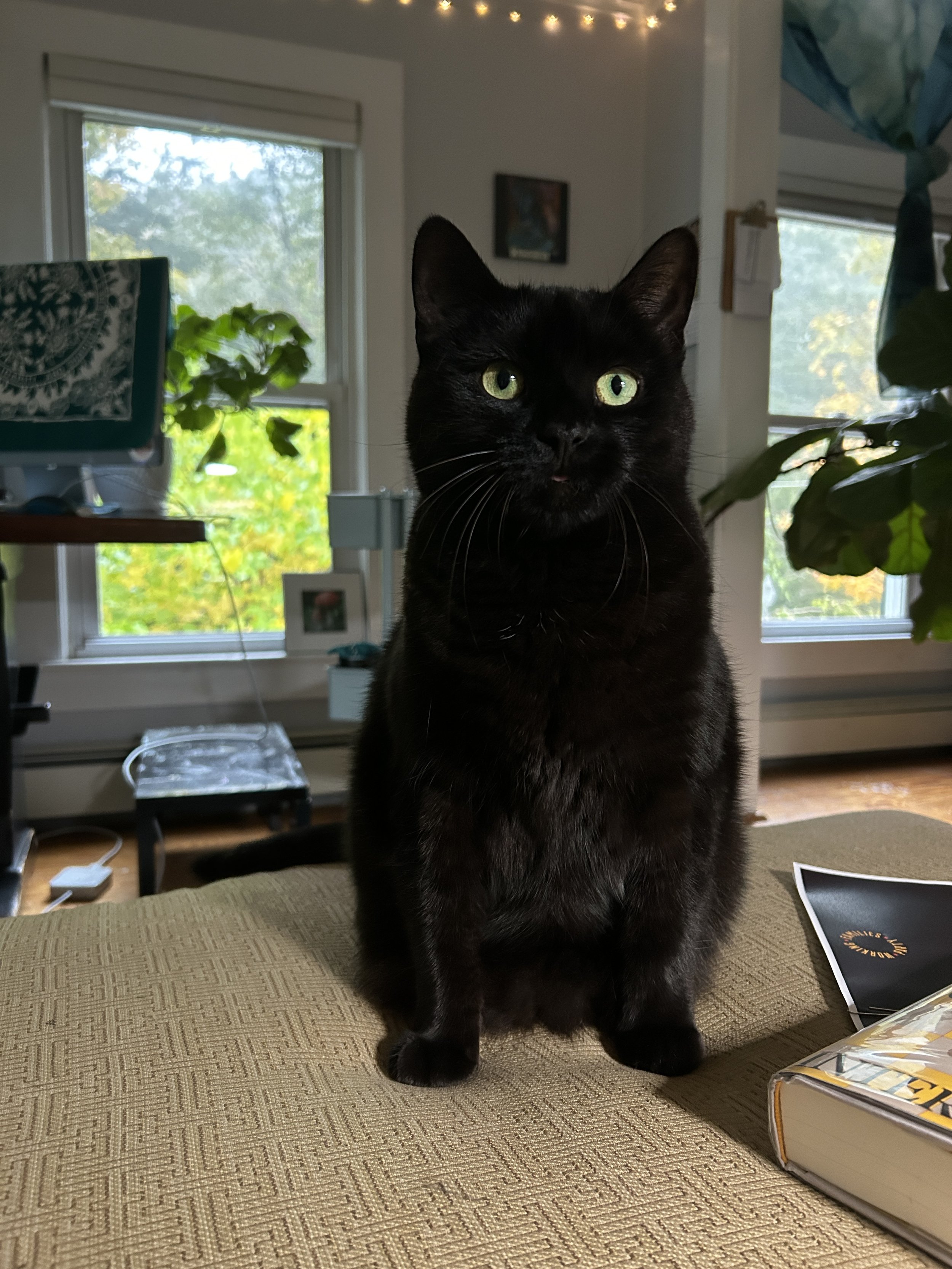 a black cat with green eyes and the slightest sliver of a pink tongue visible sitting like an absolute unit on a gold-patterned ottoman
