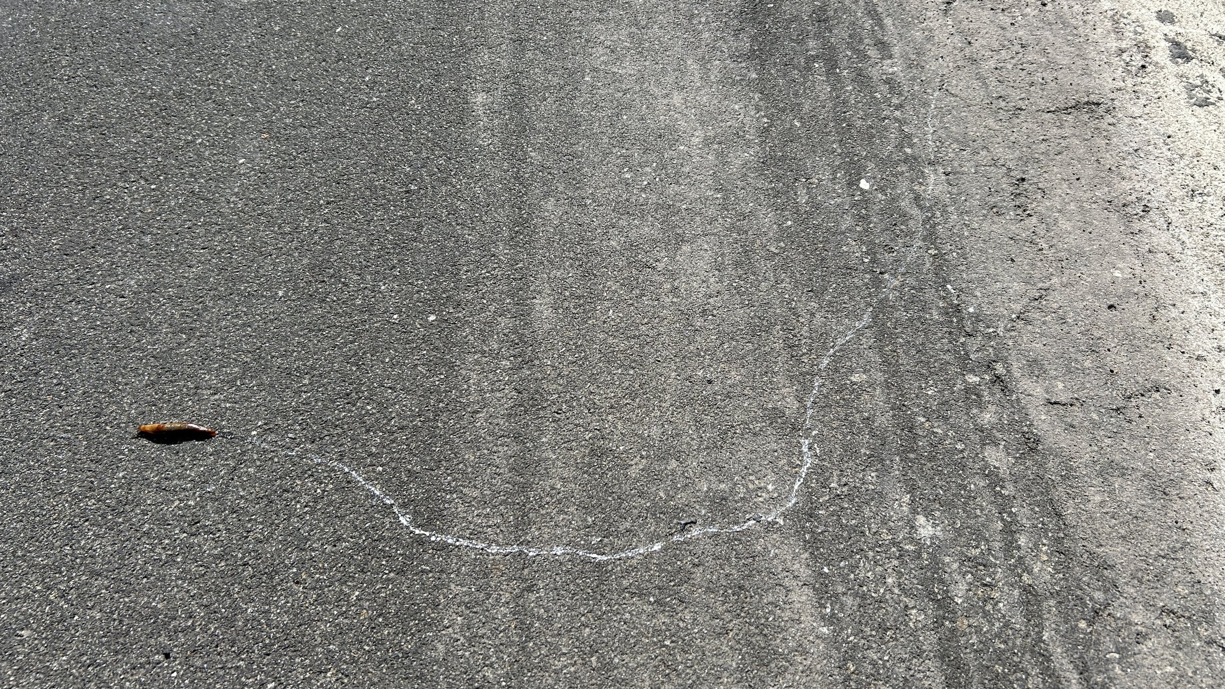 a slug crosses an asphalt road leaving a meandering trail