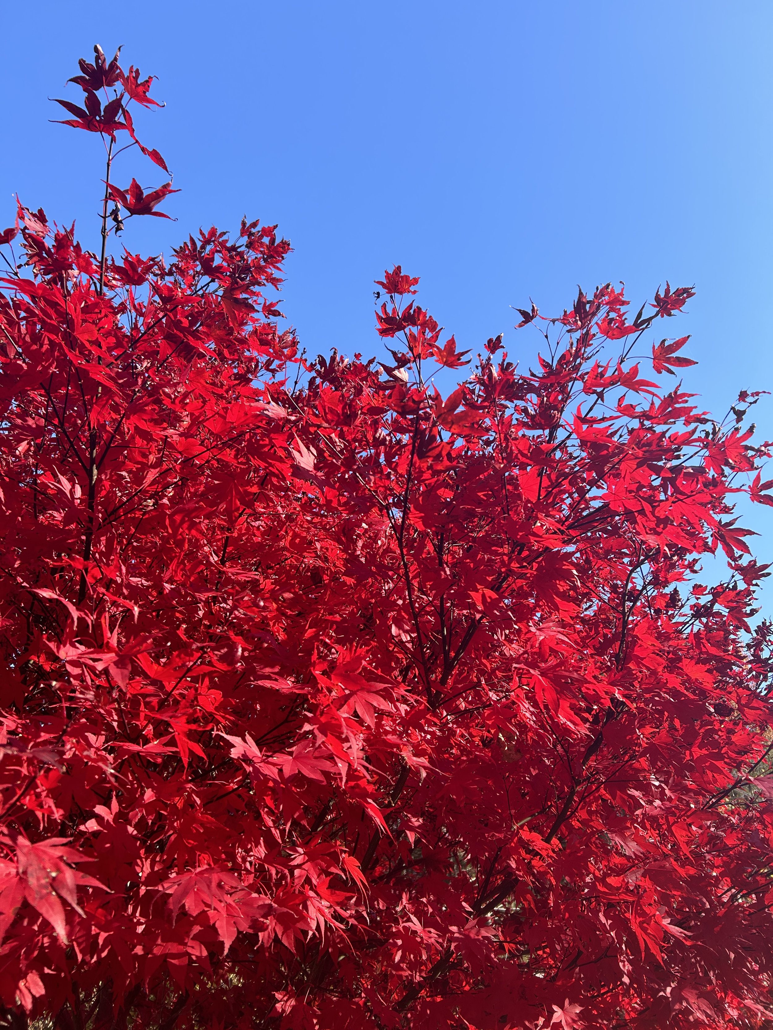 vivid red Japanese red maple leaves against a clear blue sky
