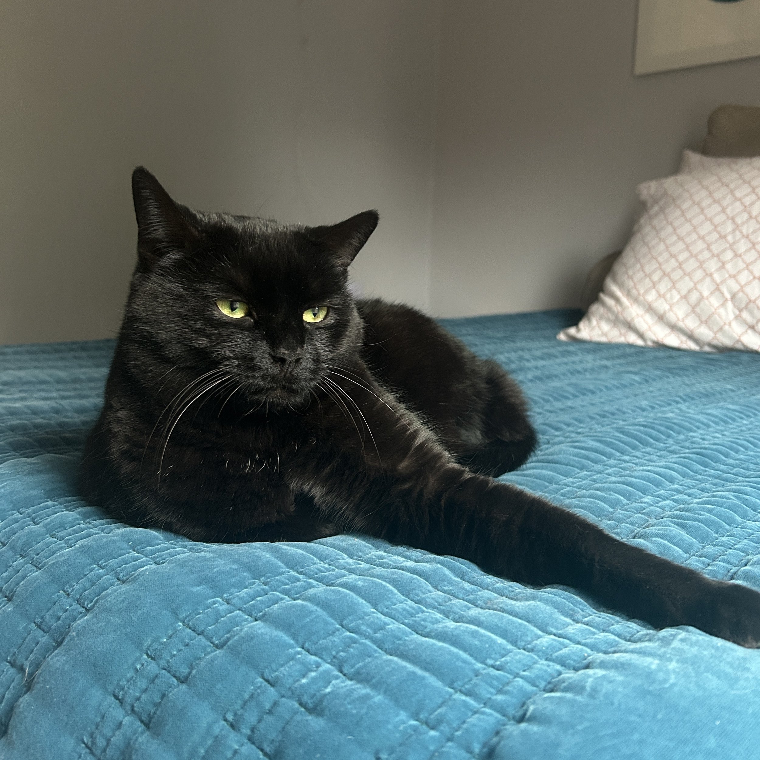 a black cat with green eyes, slightly flattened ears and outstretched paw on a teal bedspread