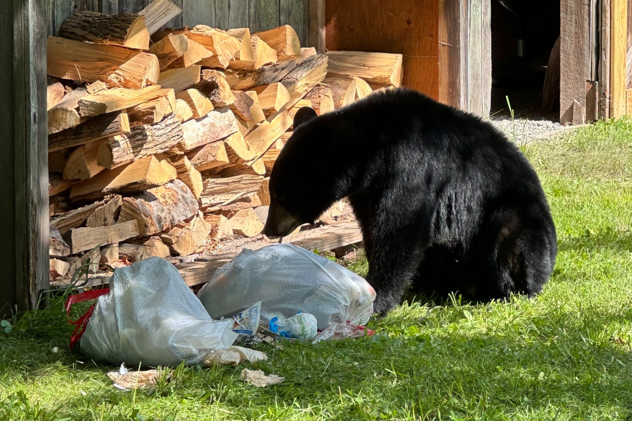 a black bear noses two spilling open trashbags in front of stacked firewood