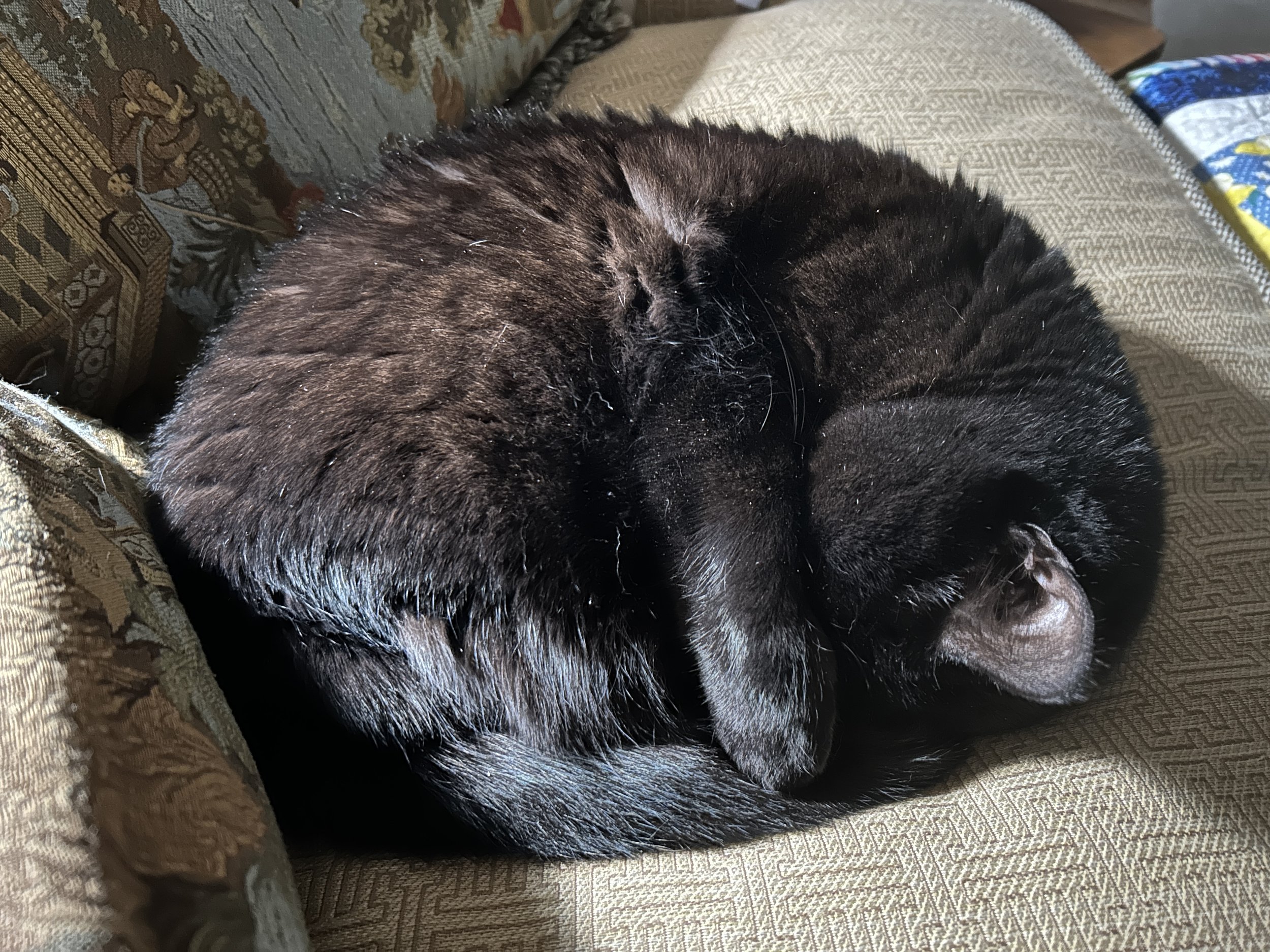 black cat curled up into a little circle covering its sleeping face with its paw