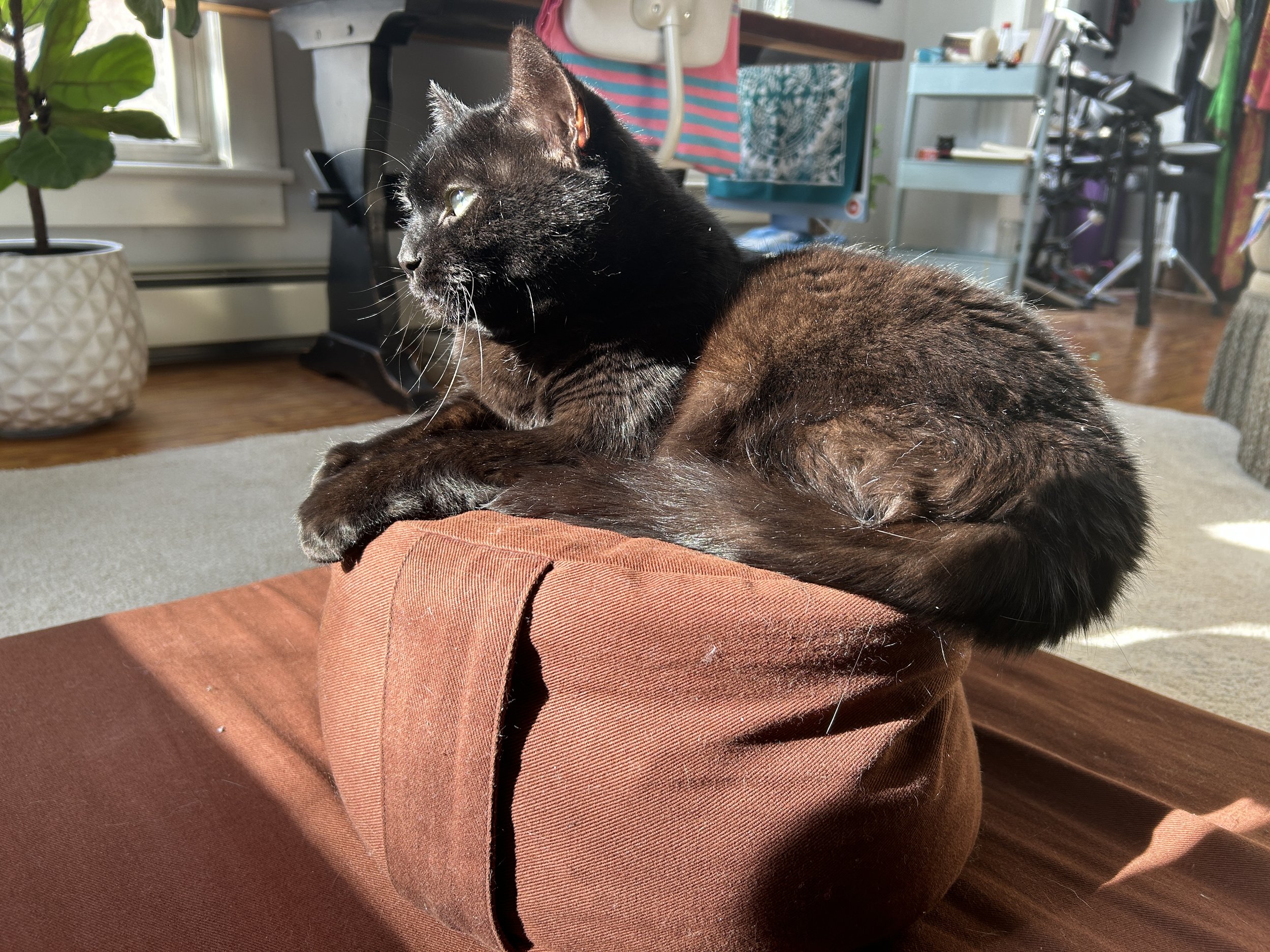 a black cat in profile sitting on a meditation cushion with her butt hanging off the side