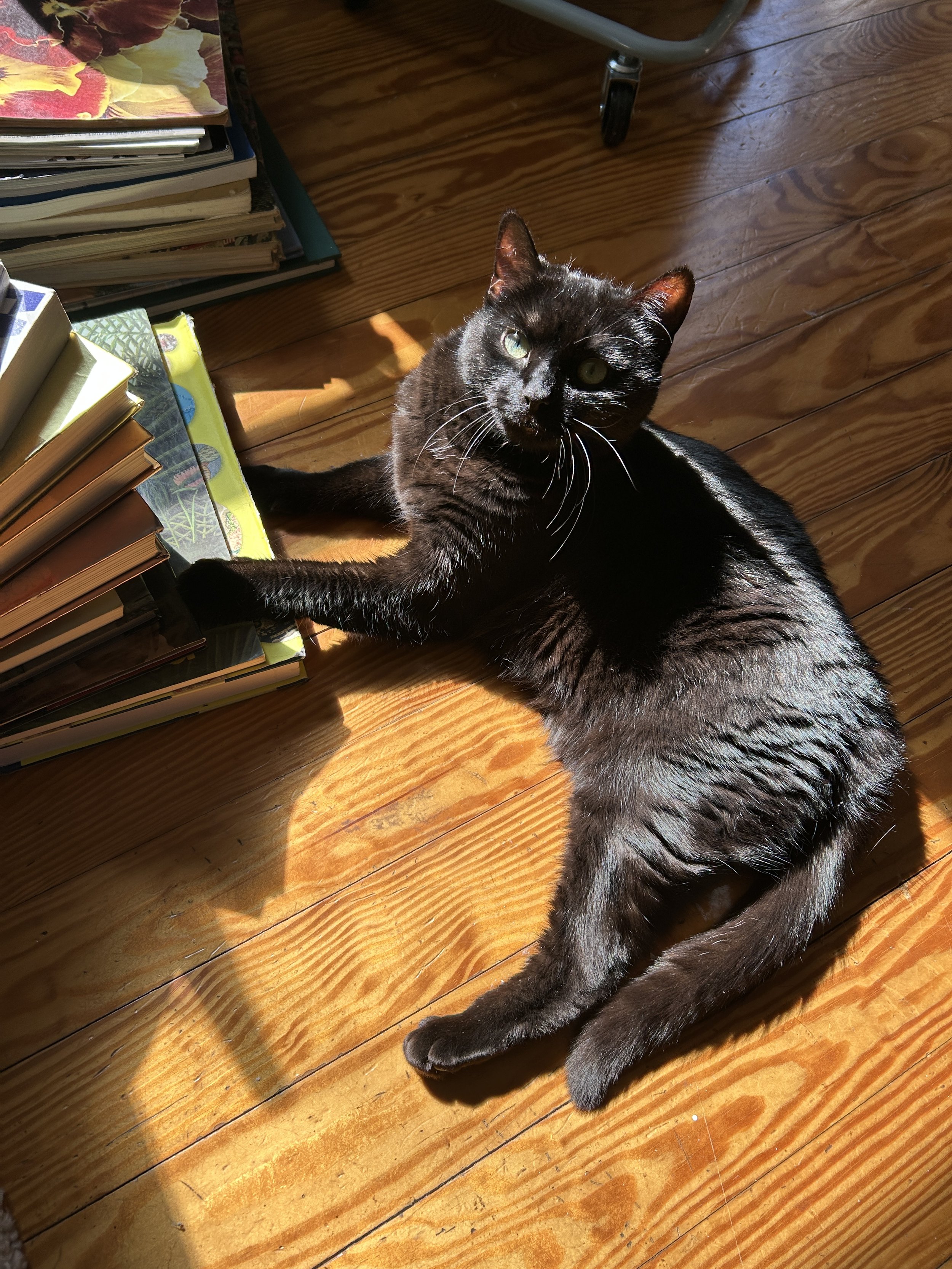 a sleek black cat with green eyes laying in a patch of sun on a wood floor with her paw on a stack of books