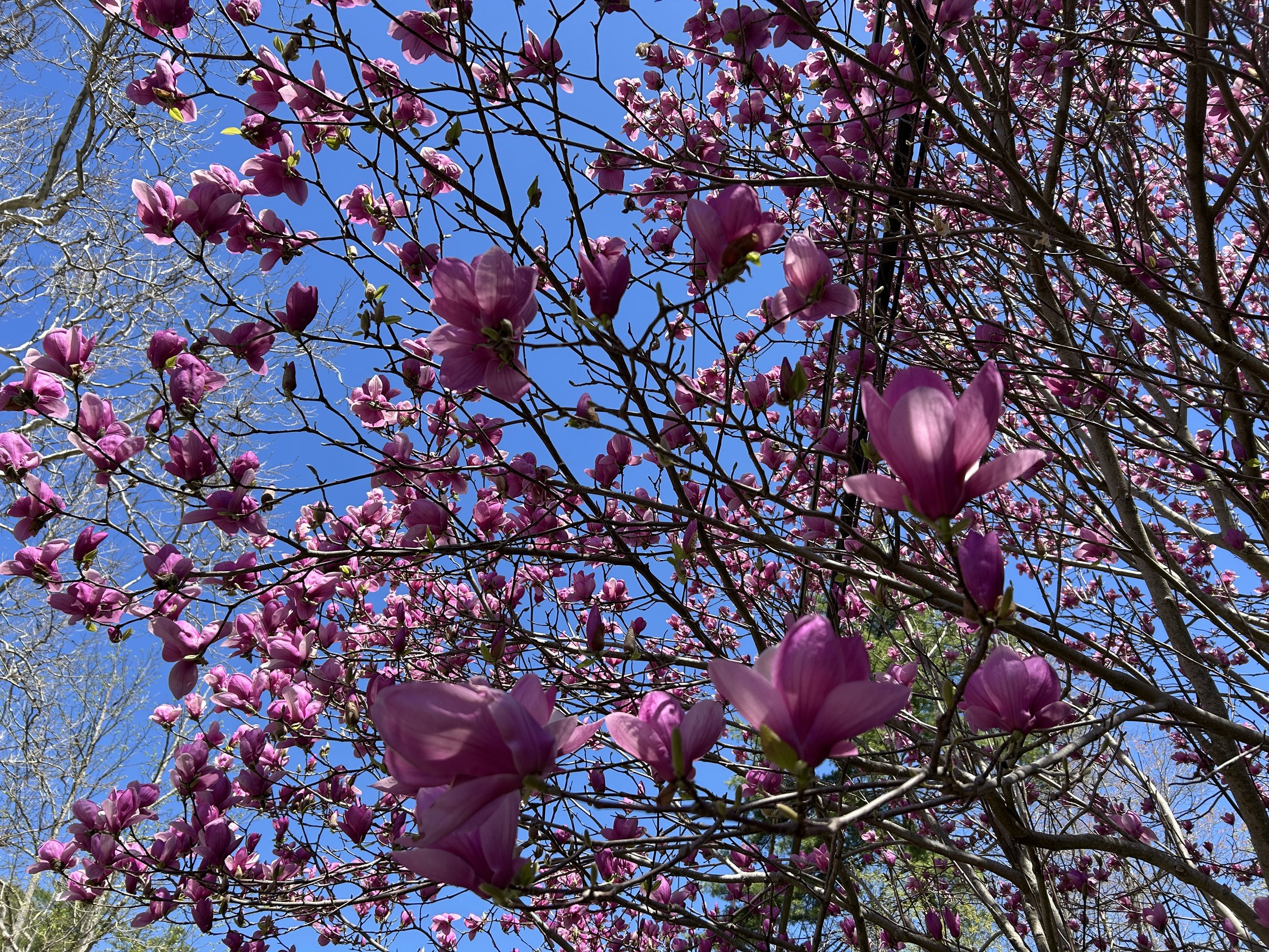 pink blossoms opening on tree branches with a blue sky