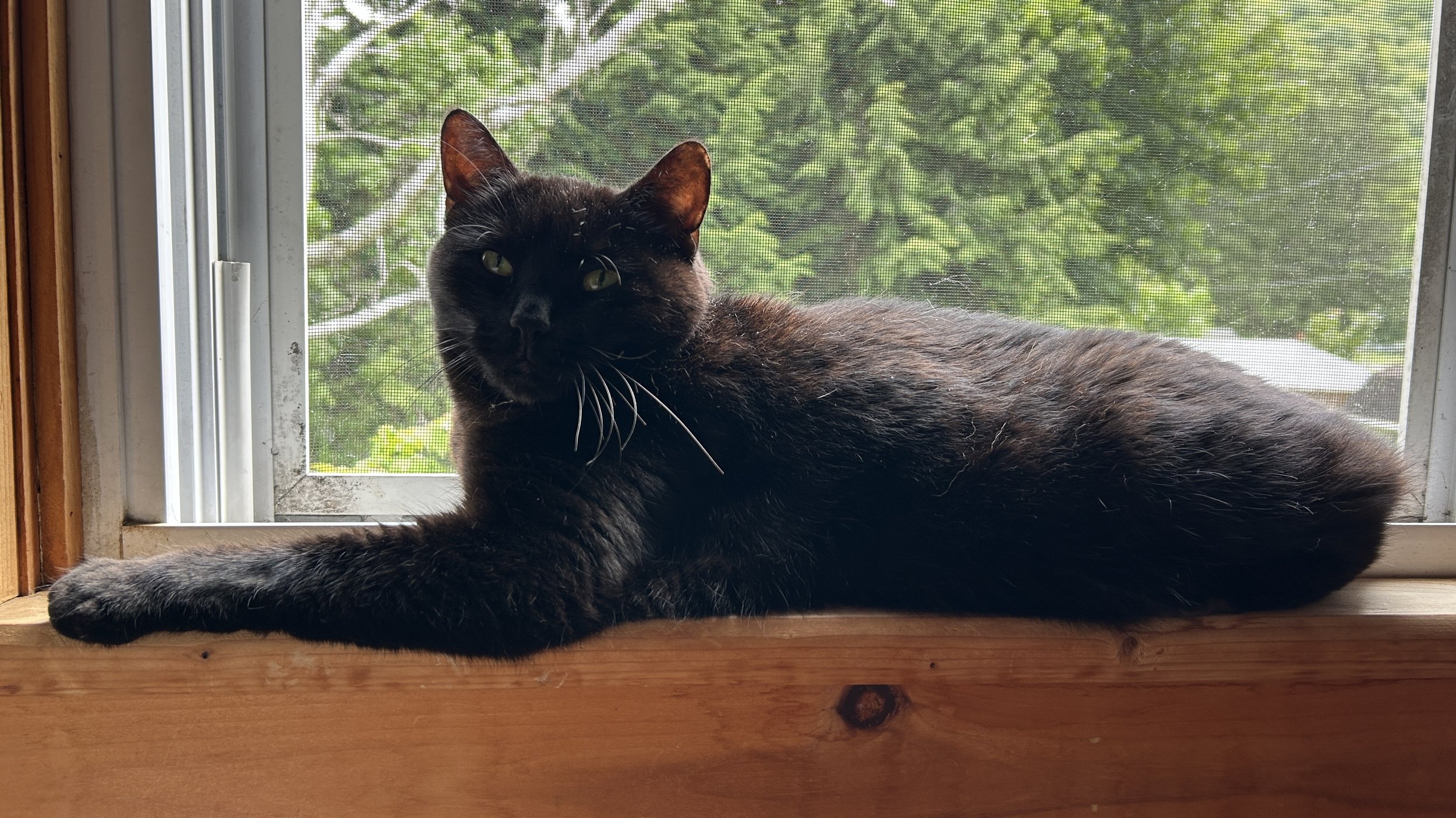 black cat with outstretched paw resting on a windowsill in front of a windowscreen