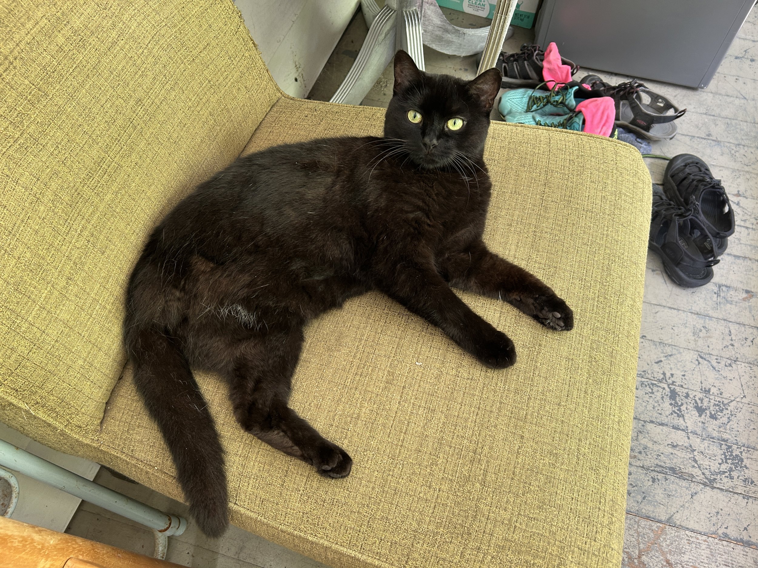 a black cat with green eyes and missing one back leg reclines on a chair covered in gold-colored fabric with shoes in the background