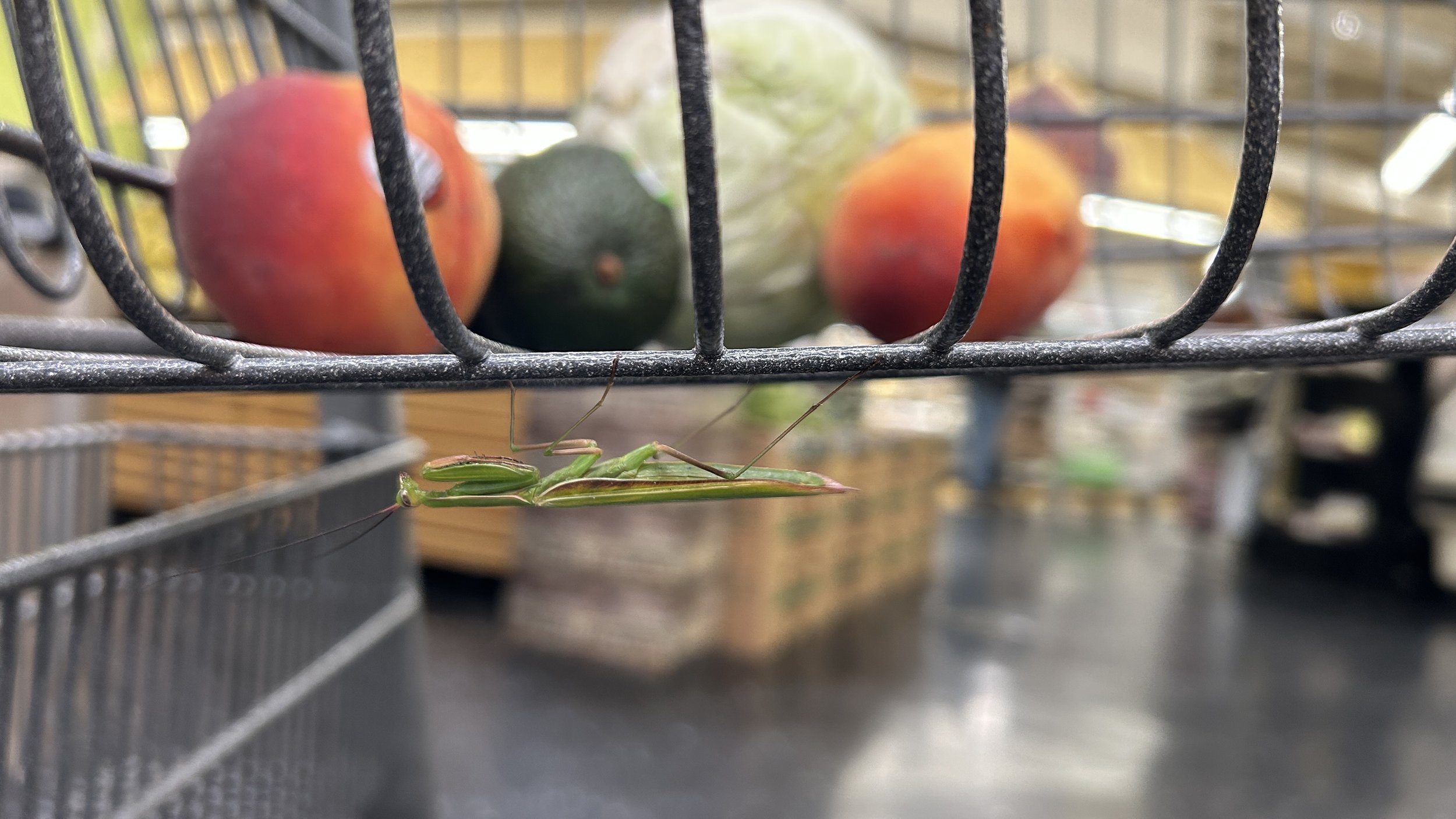 a green praying mantis clings to the underside of a shopping cart with produce in the background