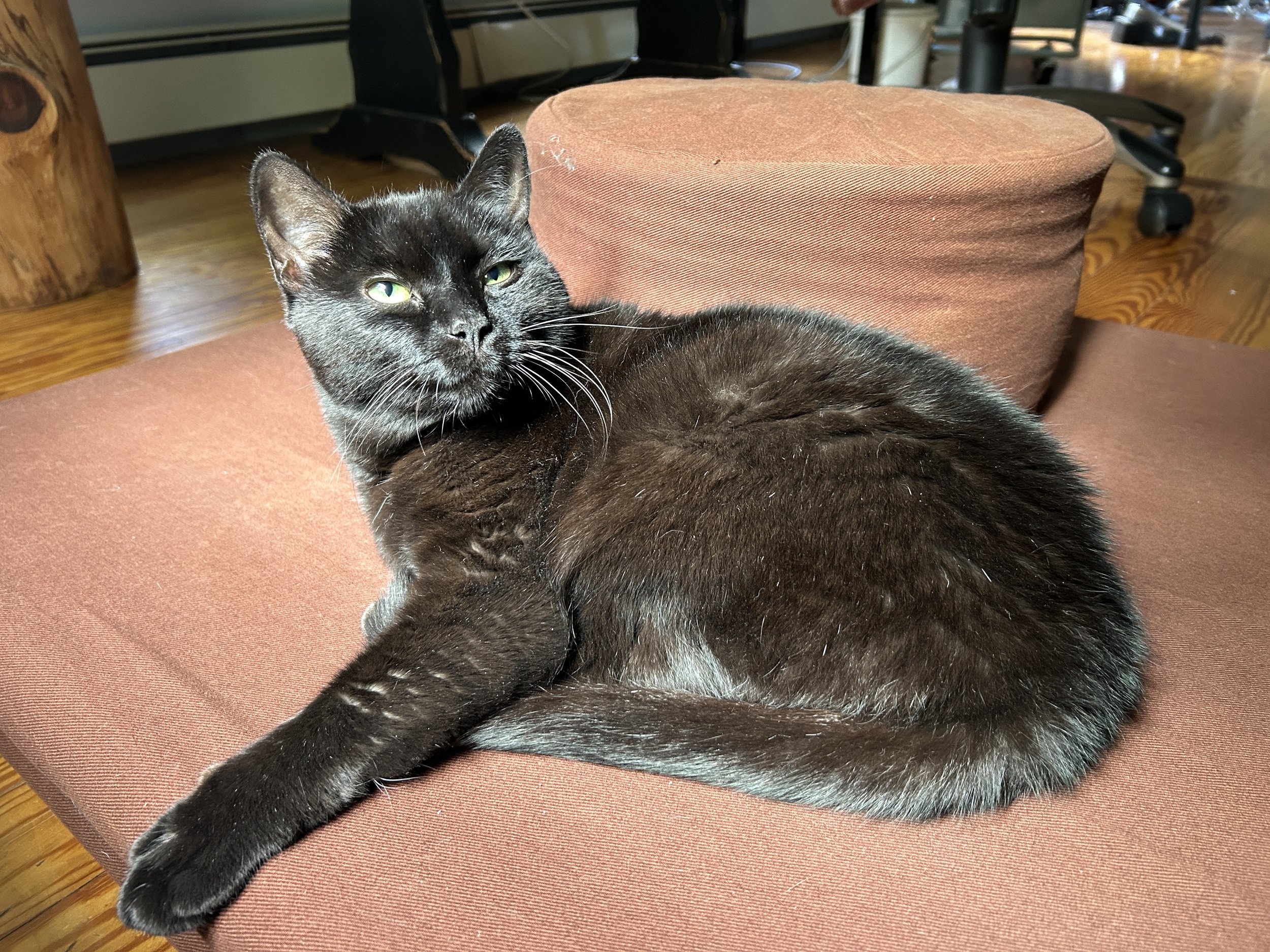 a black cat with green eyes lays on a brown meditation mat with a meditation cushion behind her