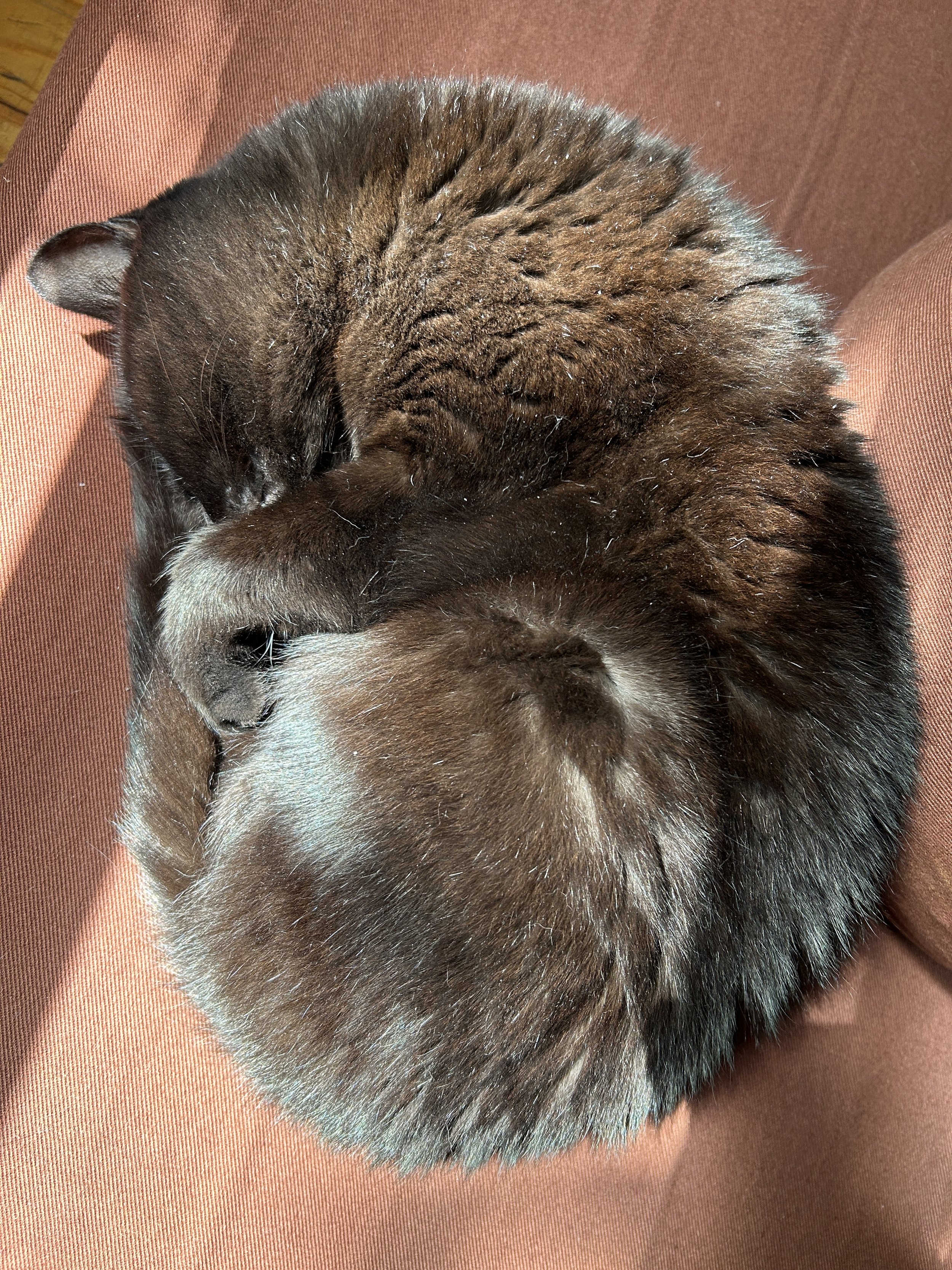 a black cat curled up into a tight circle, asleep on a brown meditation mat