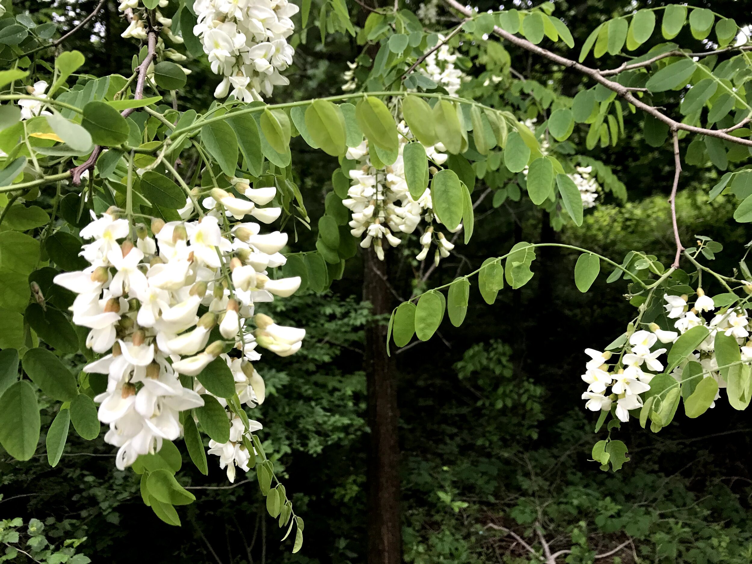 tree branches heavy with small green oval leaves and bunches of white flowers