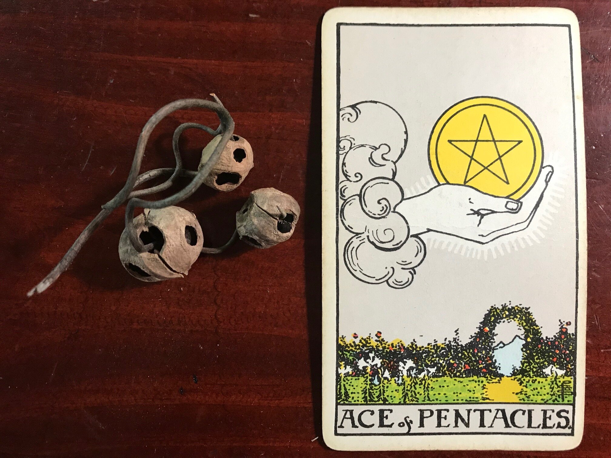light brown empty seed pods through which a curly thin branch is threaded and a tarot card against a dark wood background