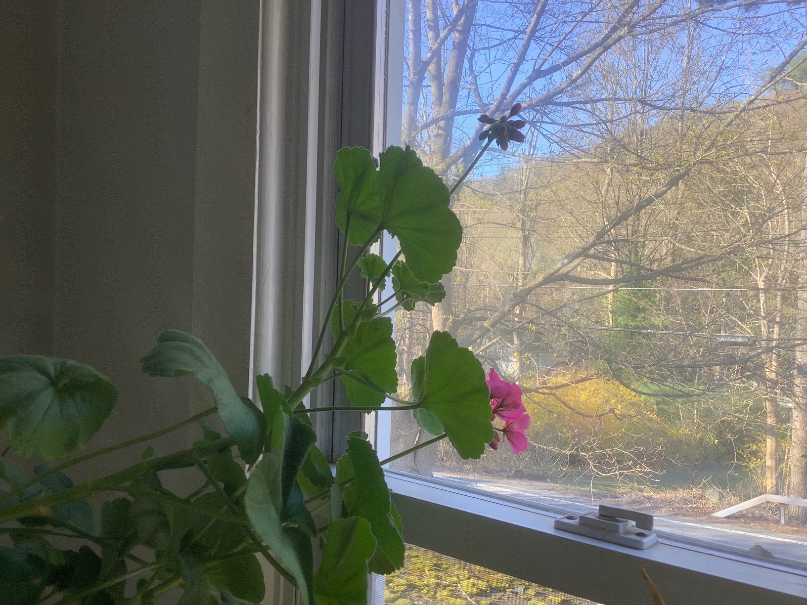 a pink geranium flower in bloom leaning toward a sunlit window with trees in the background