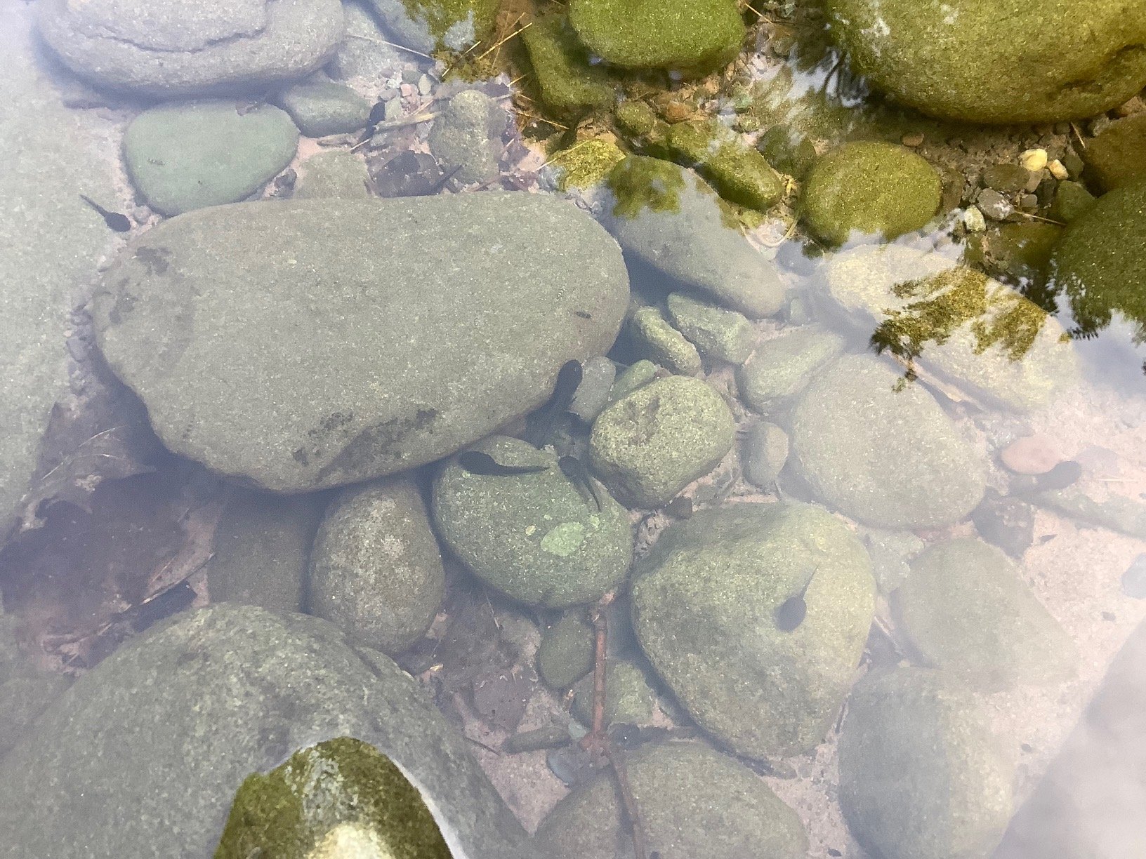 black tadpoles swimming in shallow creekwater amidst green-gray river rocks