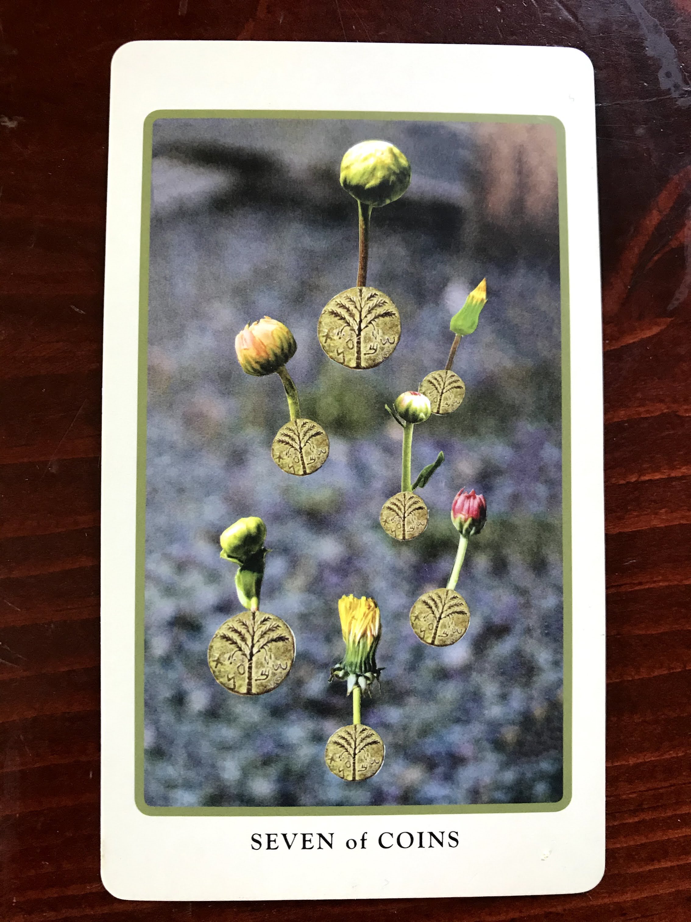 a tarot card depicting 7 gold coins of various sizes out of which flowers grow against a blurry gray background