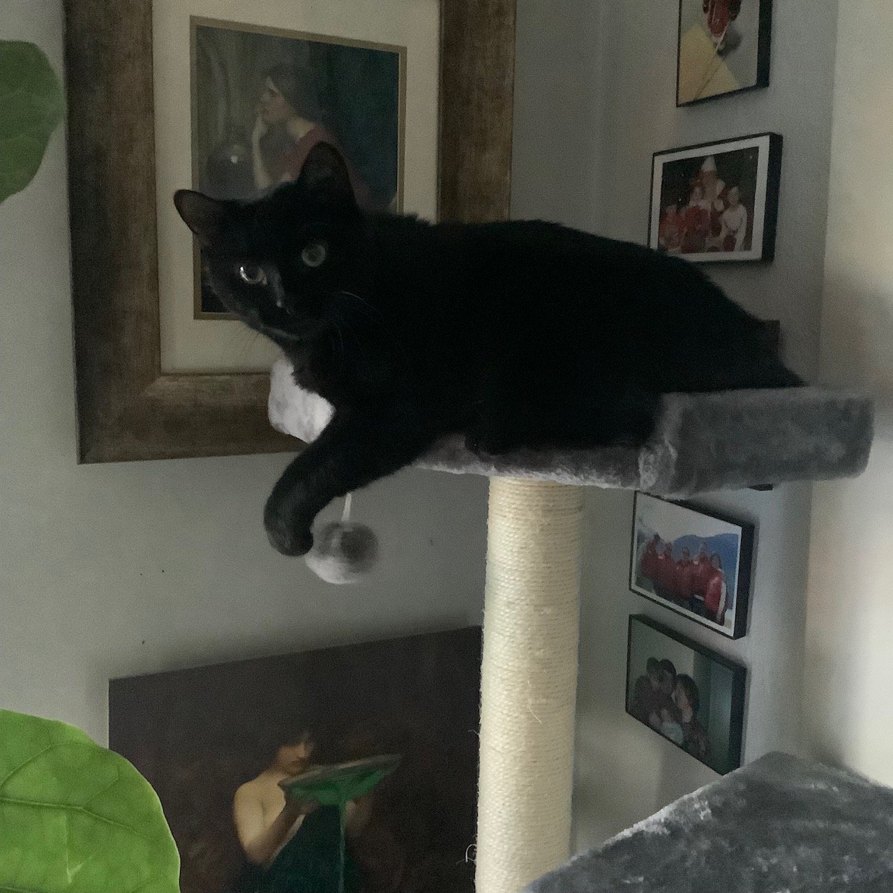 a black cat with big eyes sitting at the top of her cat tree, paw poised to play with a dangling ball, artwork and family photographs in the background