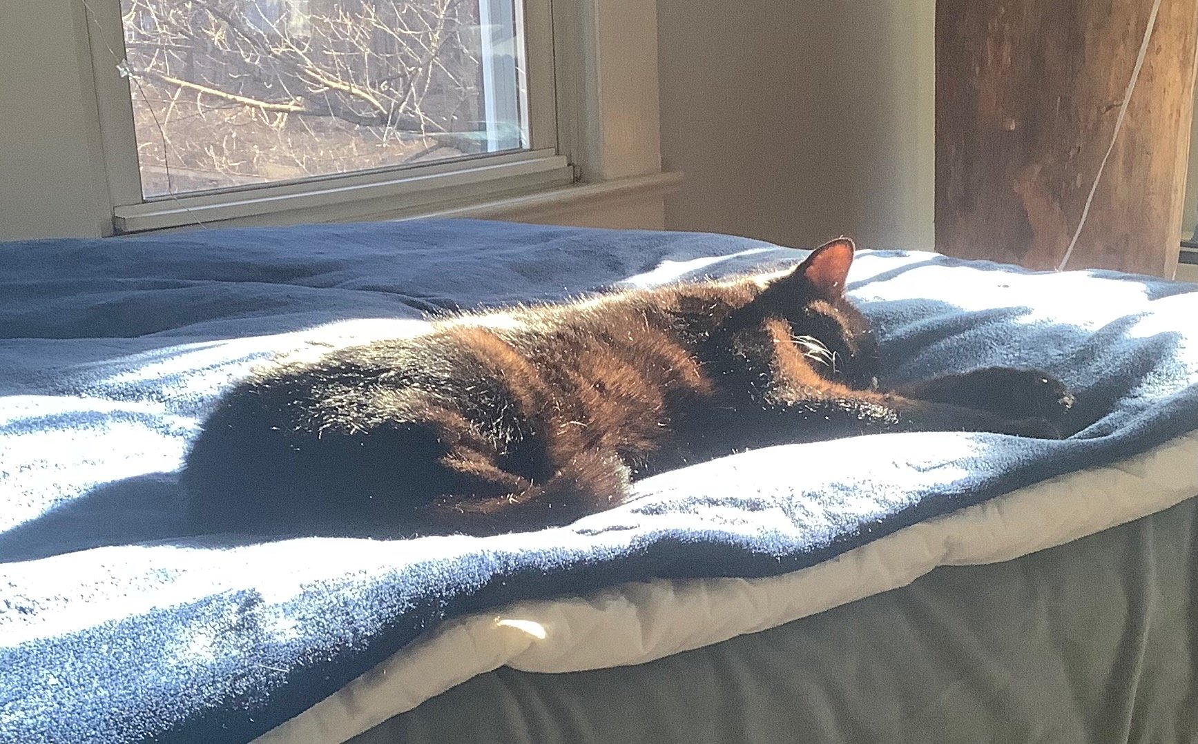 a black cat sleeping in a sundrenched spot of blue blanket