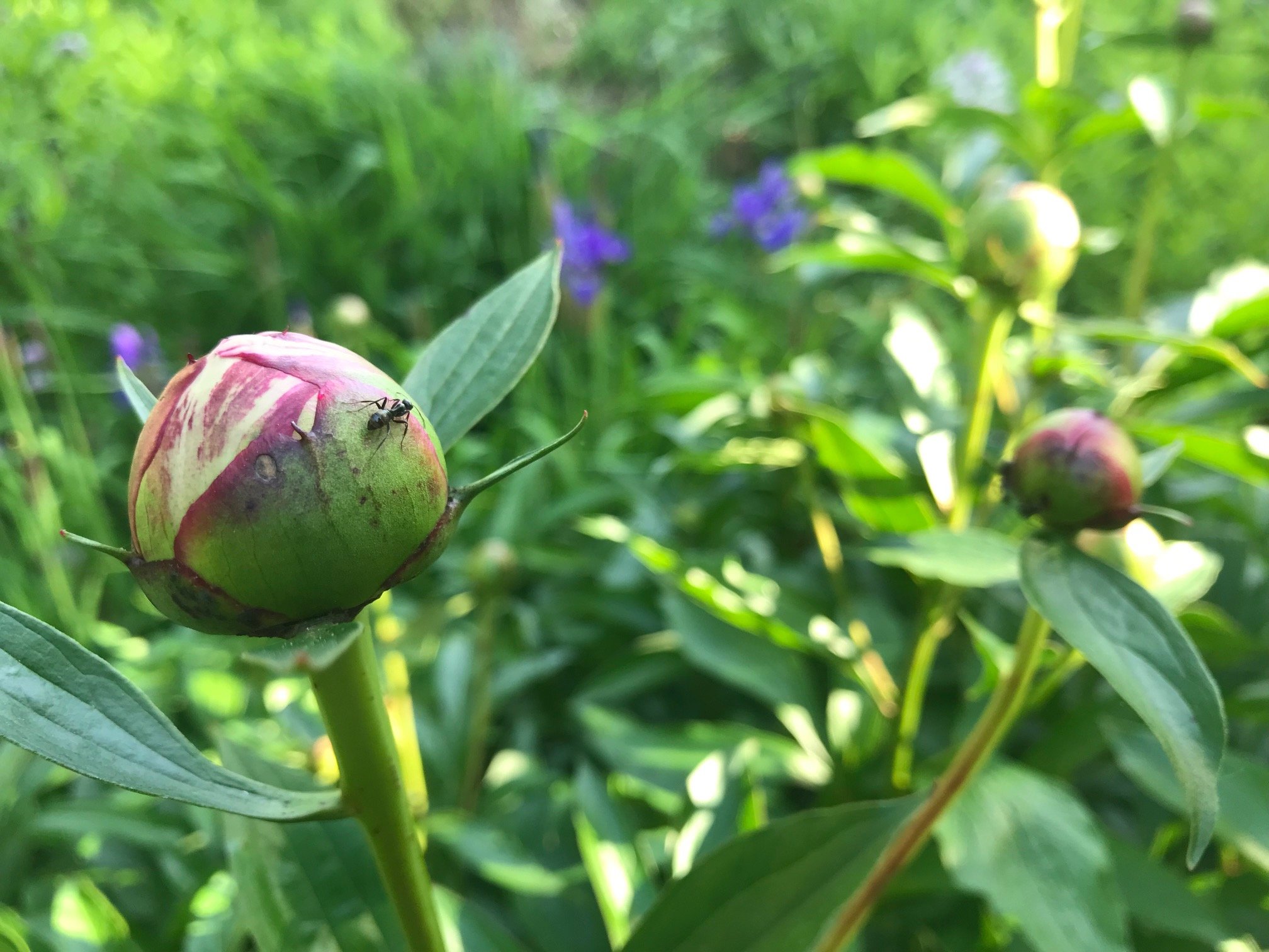 an ant crawling over a fat peony bud amidst green vegetation