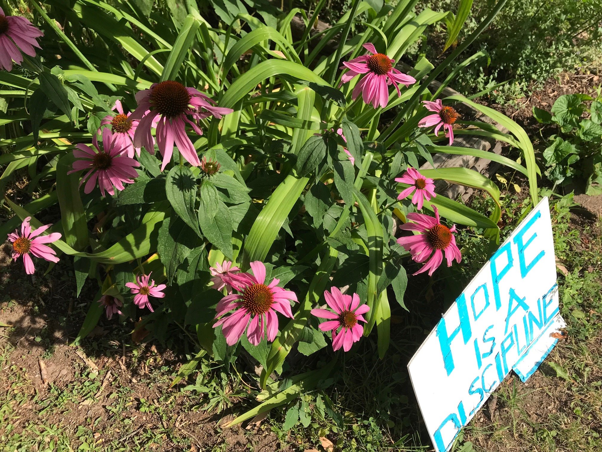 pink flowers and a sign that says Hope is a Discipline