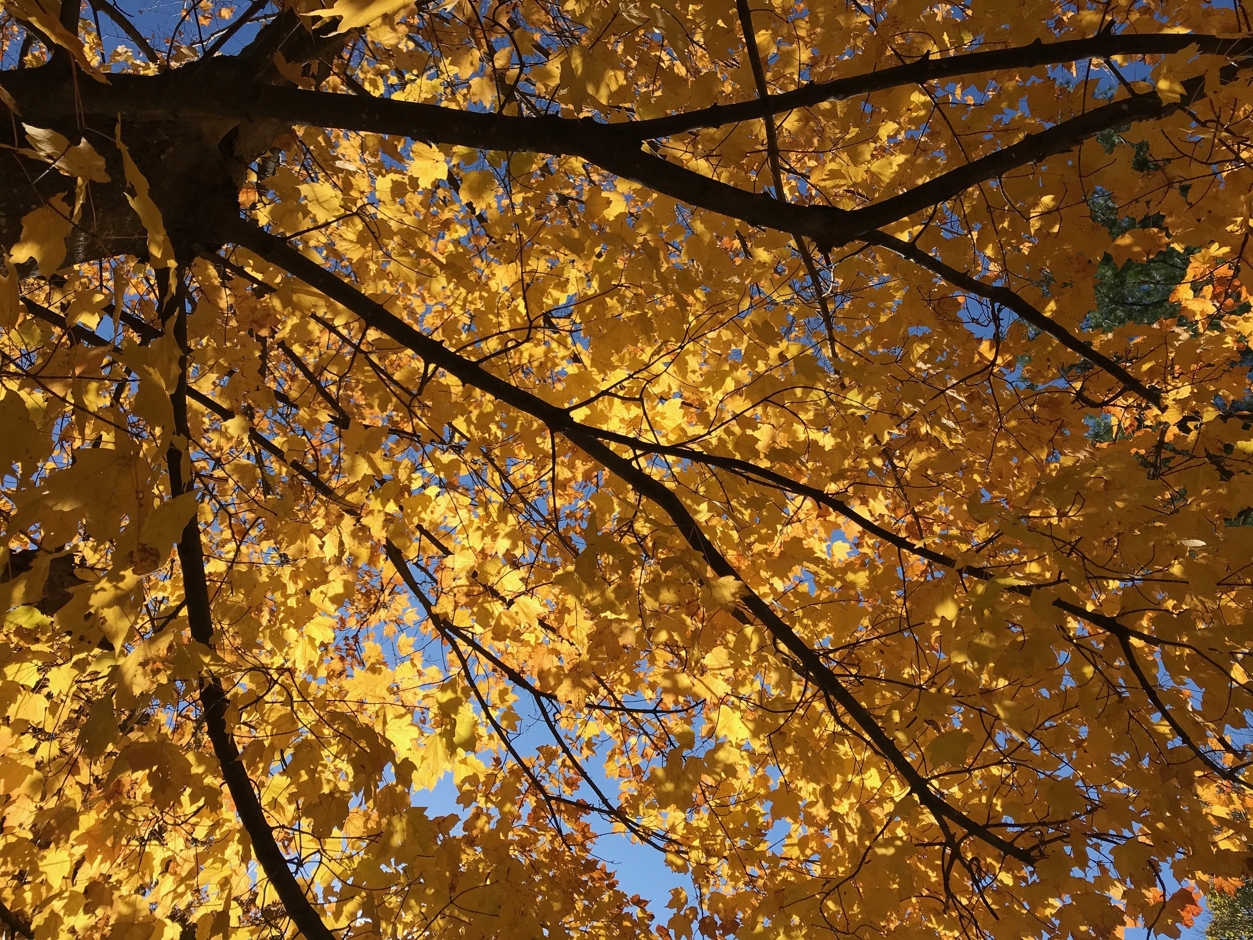 golden yellow leaves with bright blue sky peeking through and the black angular lines of tree branches