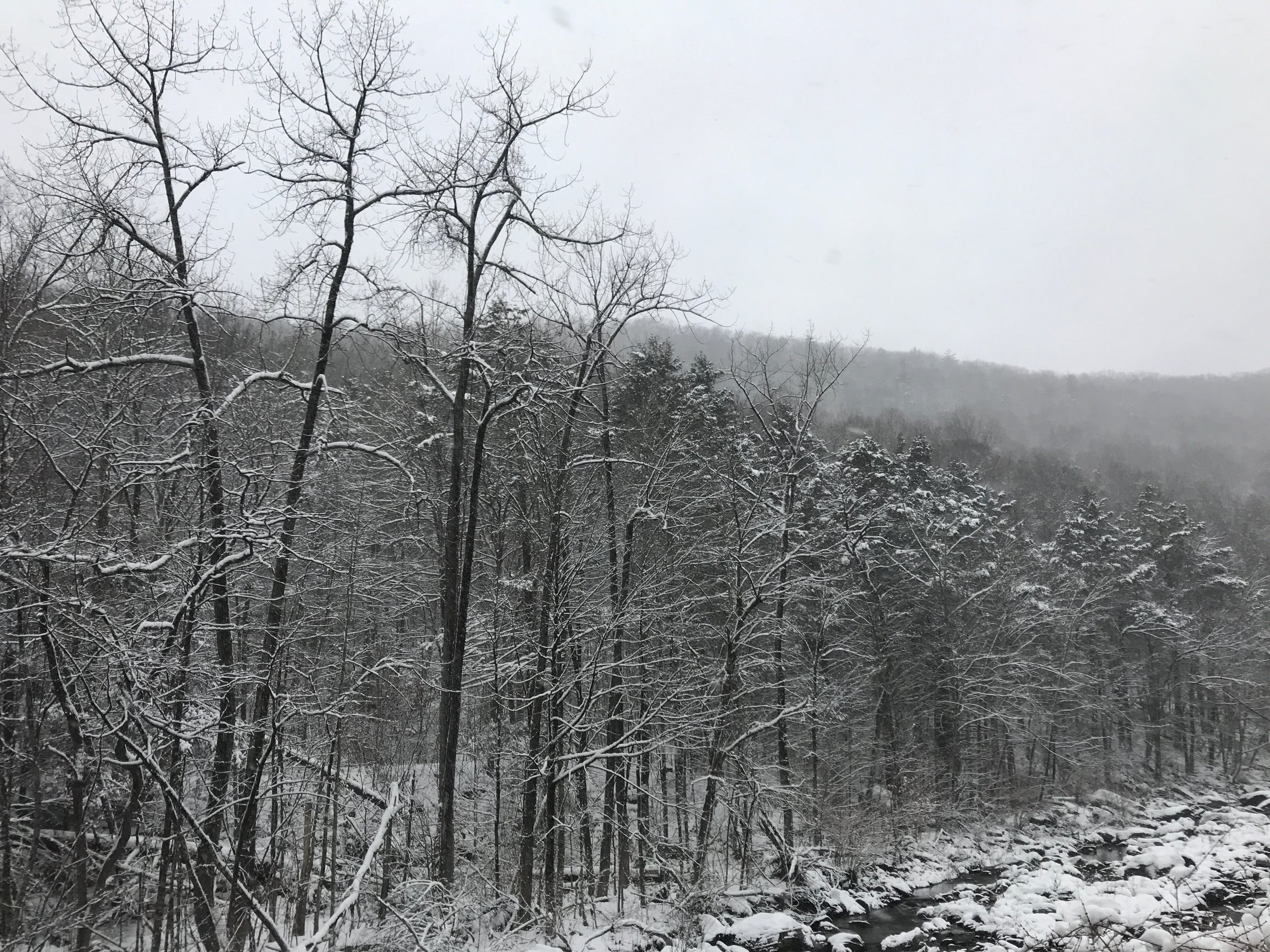 tall snow covered trees lining a stream with a misty mountain in the background and a pale white winter sky