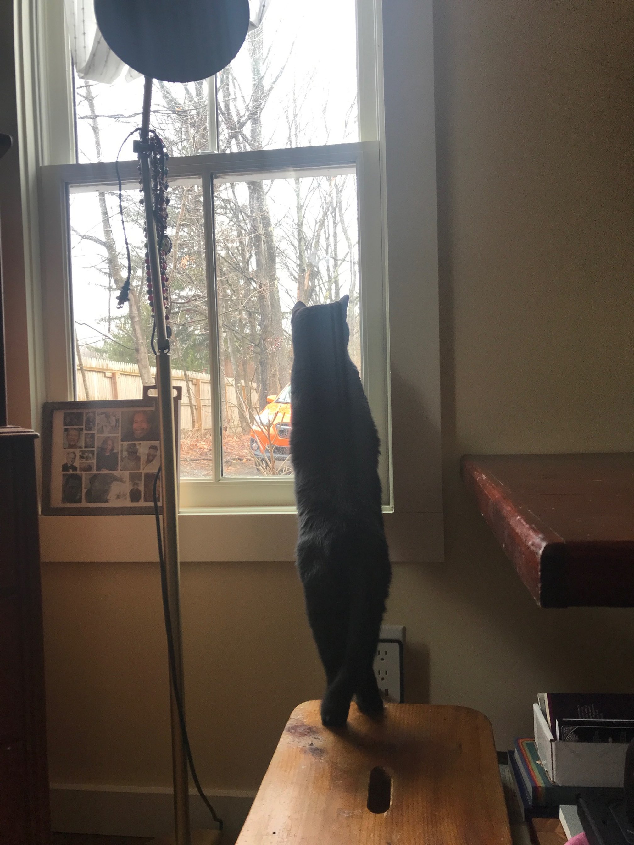 a black cat with back legs on a small wood table and paws on a windowsill, stretched to look at something that has her attention outside the window