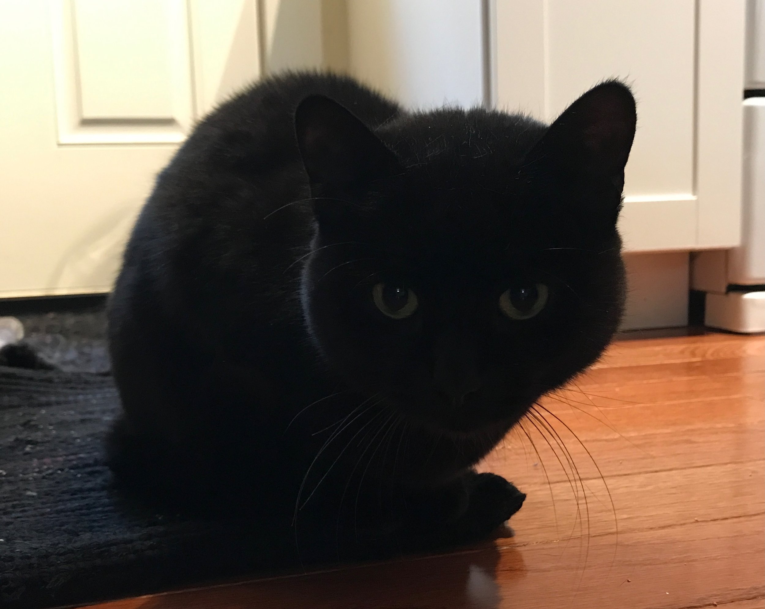 a black cat with shining eyes peers intently while crouched on a wood floor with white cabinets in the background