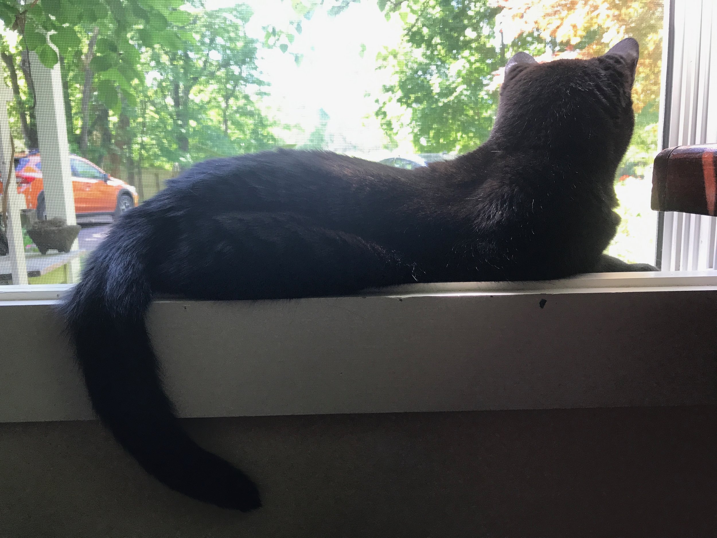   the sinuously curved back body of a black cat laying in a windowsill with green trees and an orange car in the background  