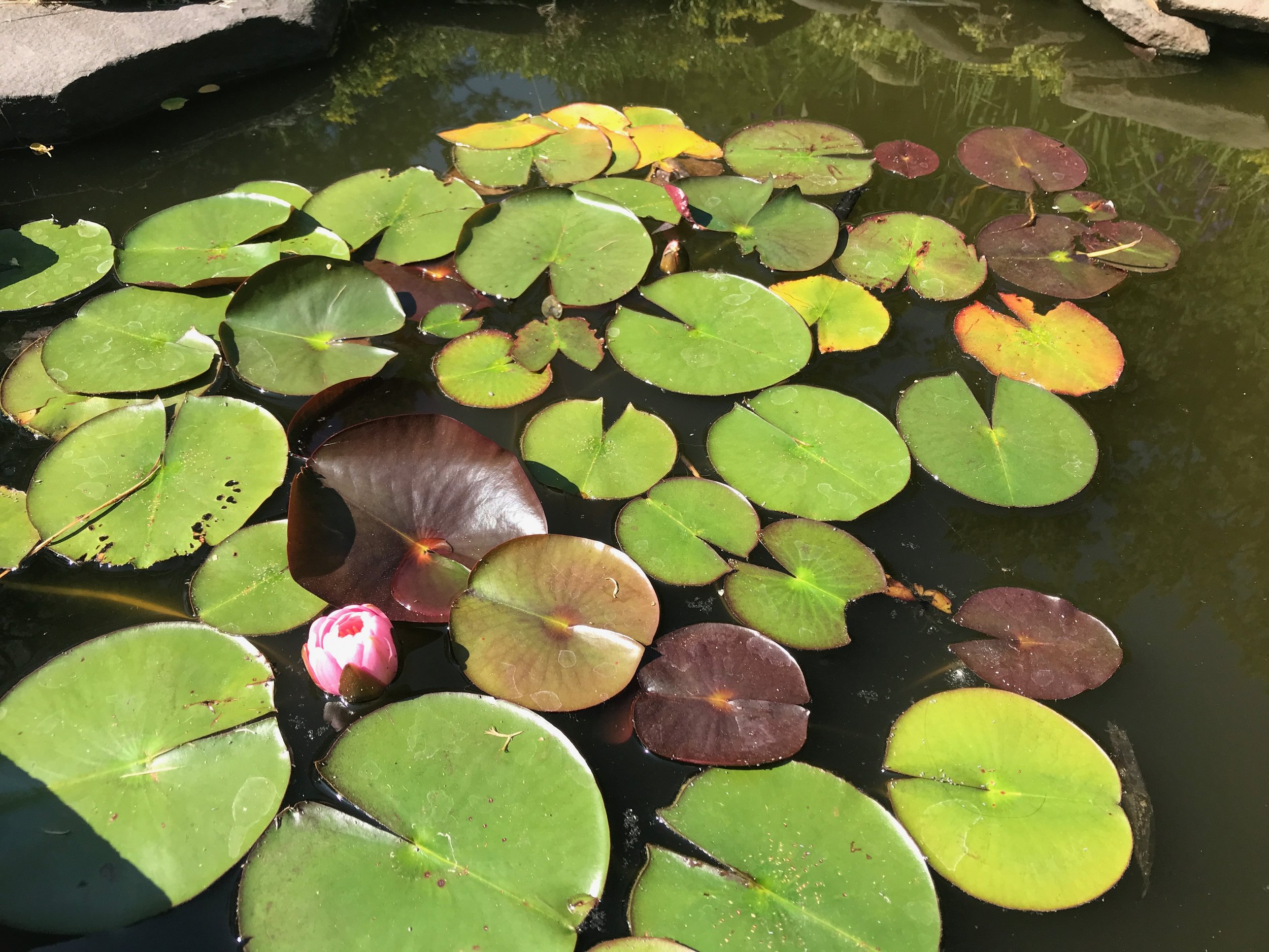 green and maroon lily pads and a pink water lily that's just started to open against still pond water