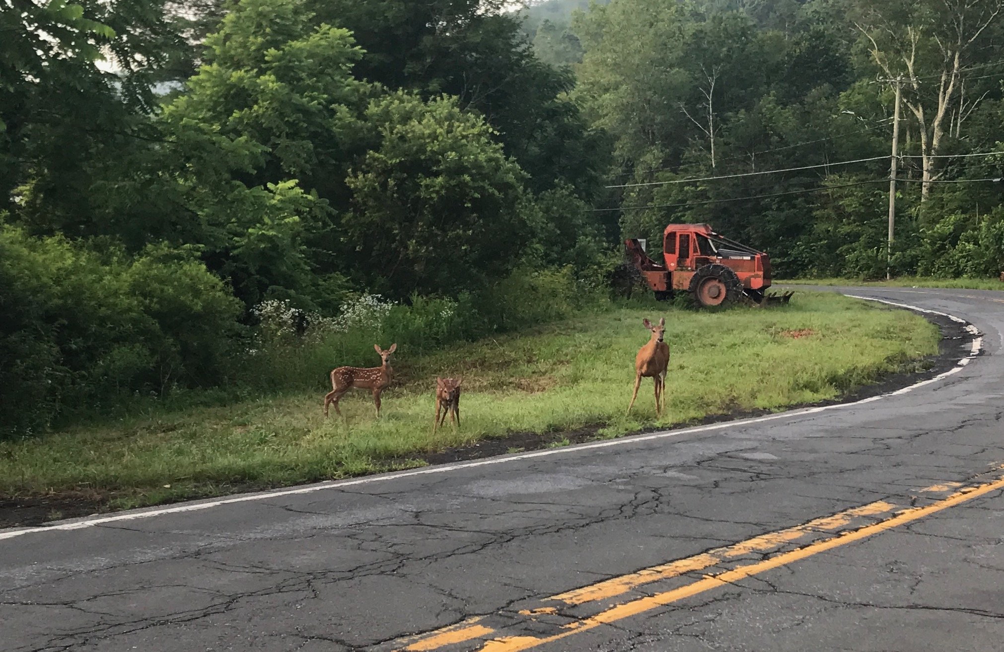 on a patch of roadside grass, 3 deer look at the viewer across a paved two-lane road with lush green trees and an orange earthmover in the background