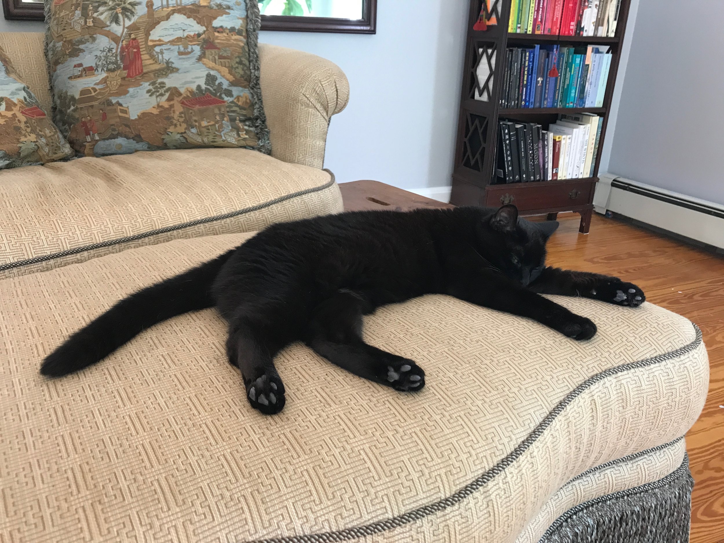 black cat sprawled out on a patterned gold ottoman with pillows and books in the background