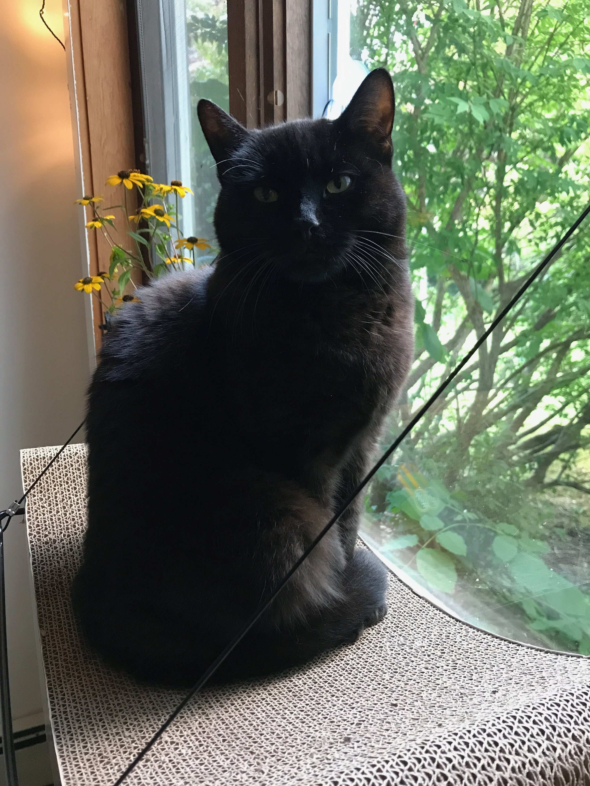 a black cat sitting on a curved cardboard window seat with yellow flowers in the background