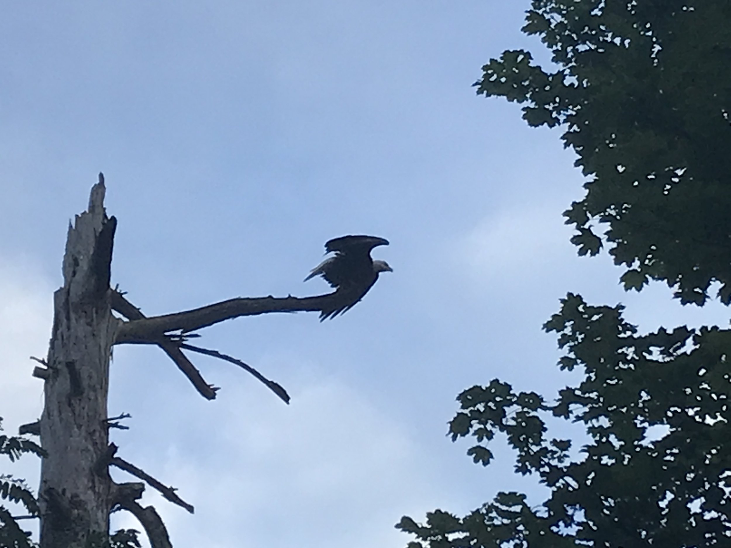 a bald eagle just starting to take flight from the branch of a dead tree
