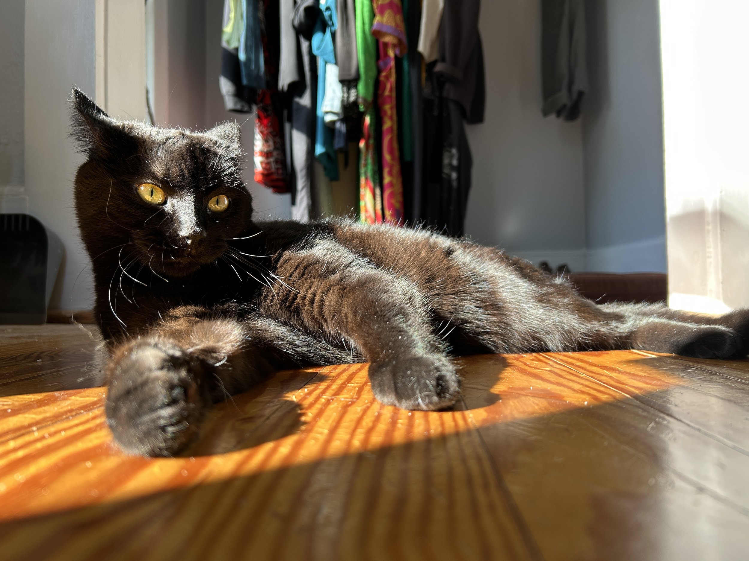 black cat with gold eyes and its ears flattened back laying in a spot of sun on a wood floor