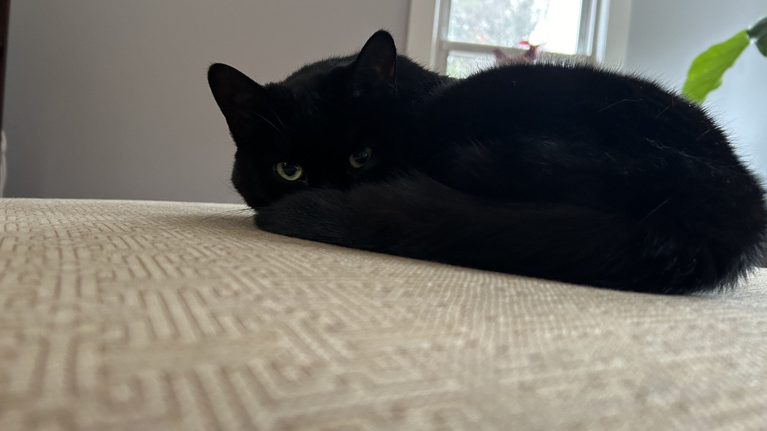 a black cat with shiny black and green eyes curled up on a gold patterned ottoman