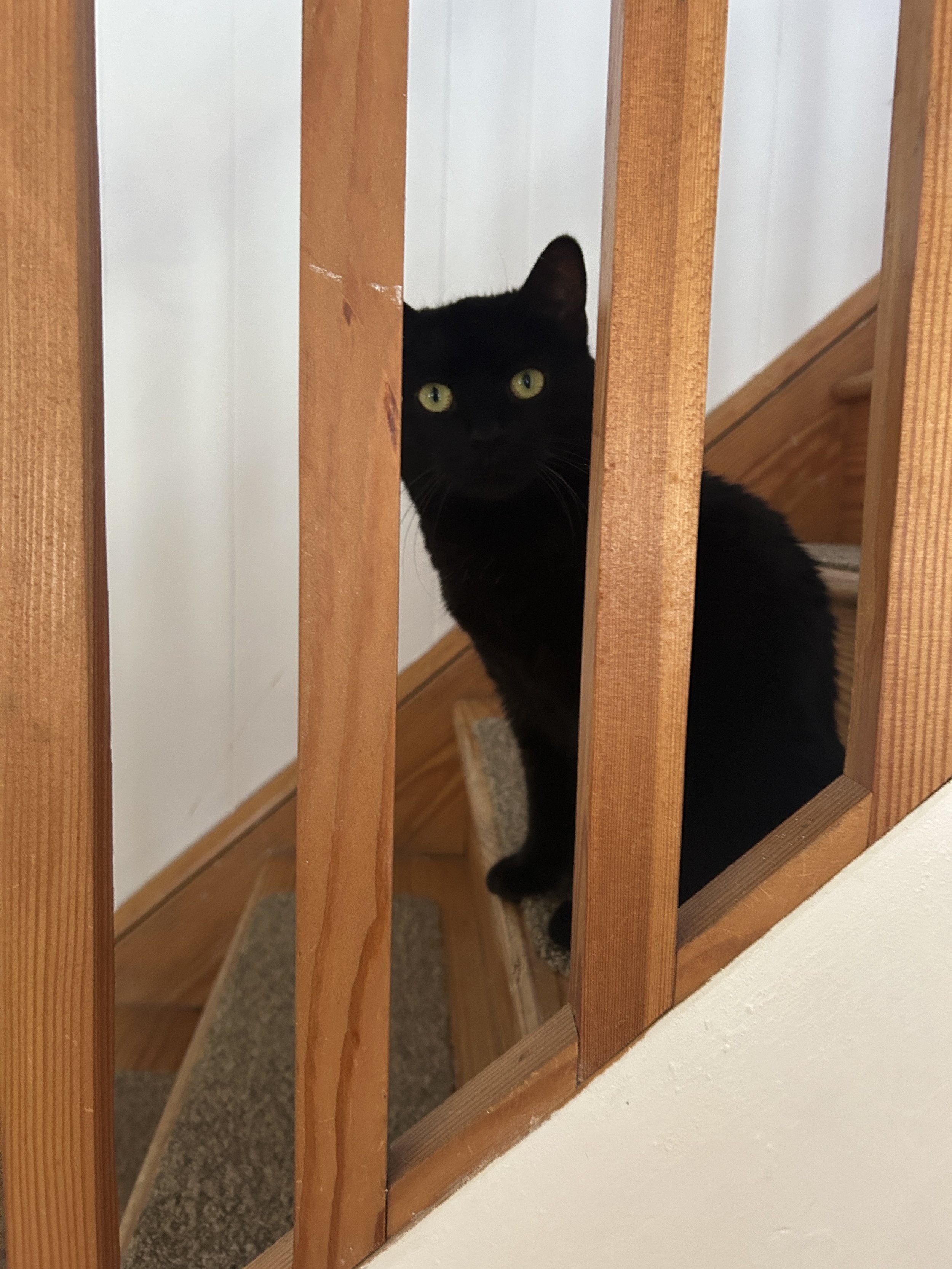 a black cat with green eyes staring through the slats of a staircase bannister