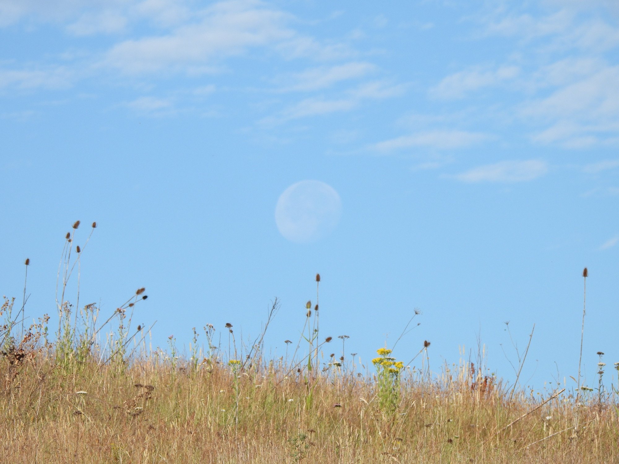 straw-colored grasses with a pale blue sky and clouds and an even paler, nearly-full moon in the very center