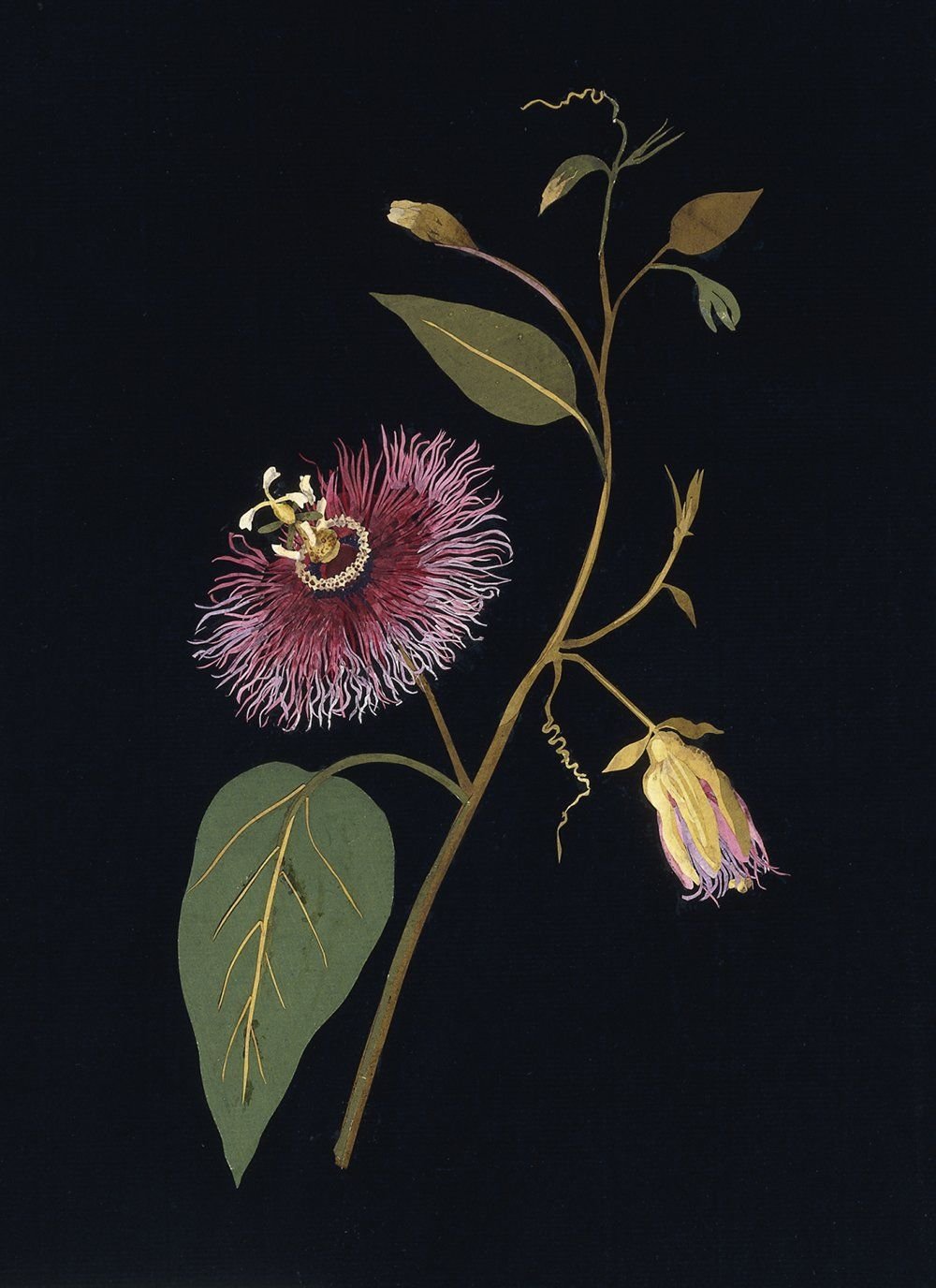 a very realistic botanical collage of a pink flower with a bug green leaves against a black background