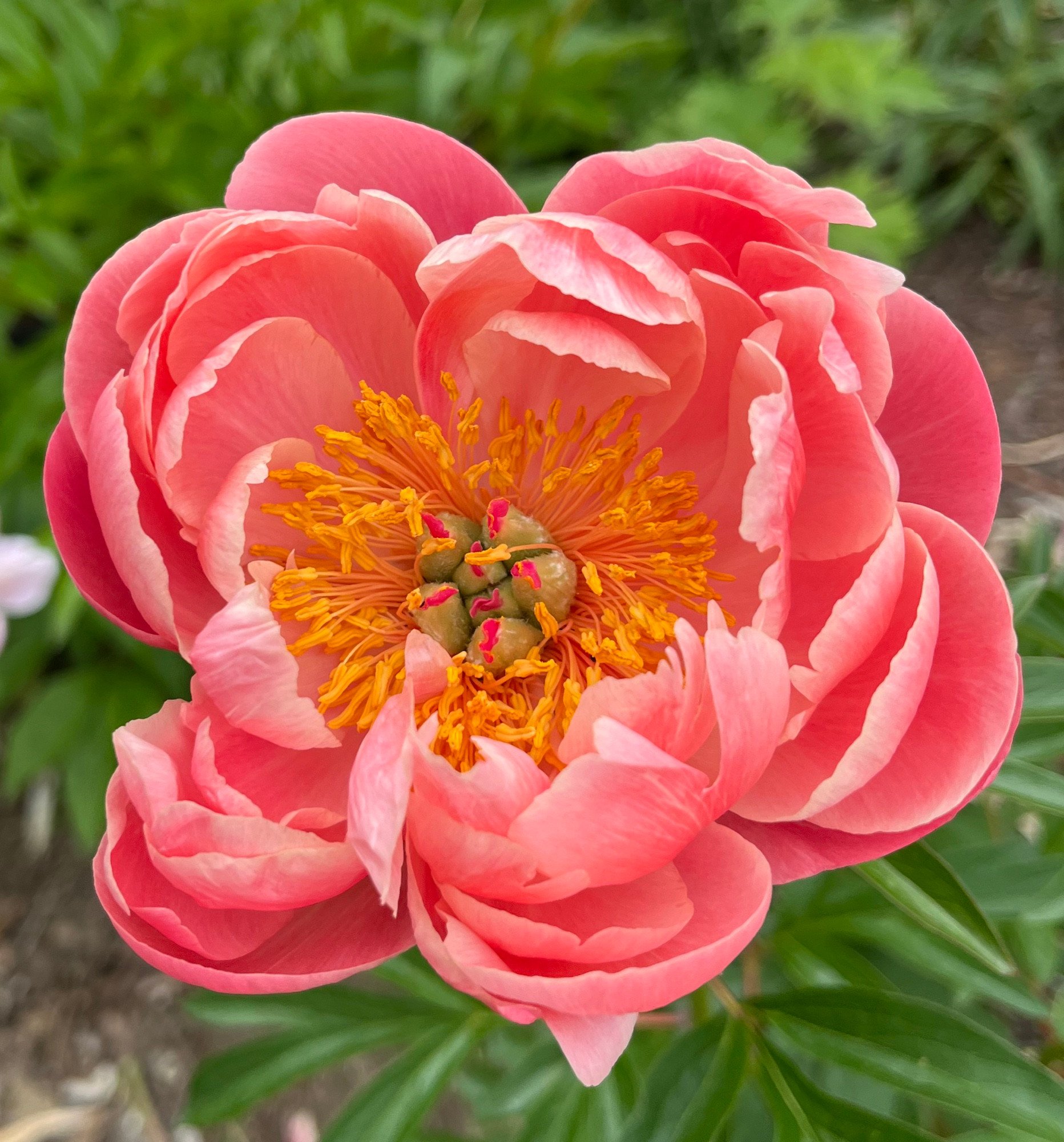 close up of the center of a wide-open pink peony with blurry green leaves in the background