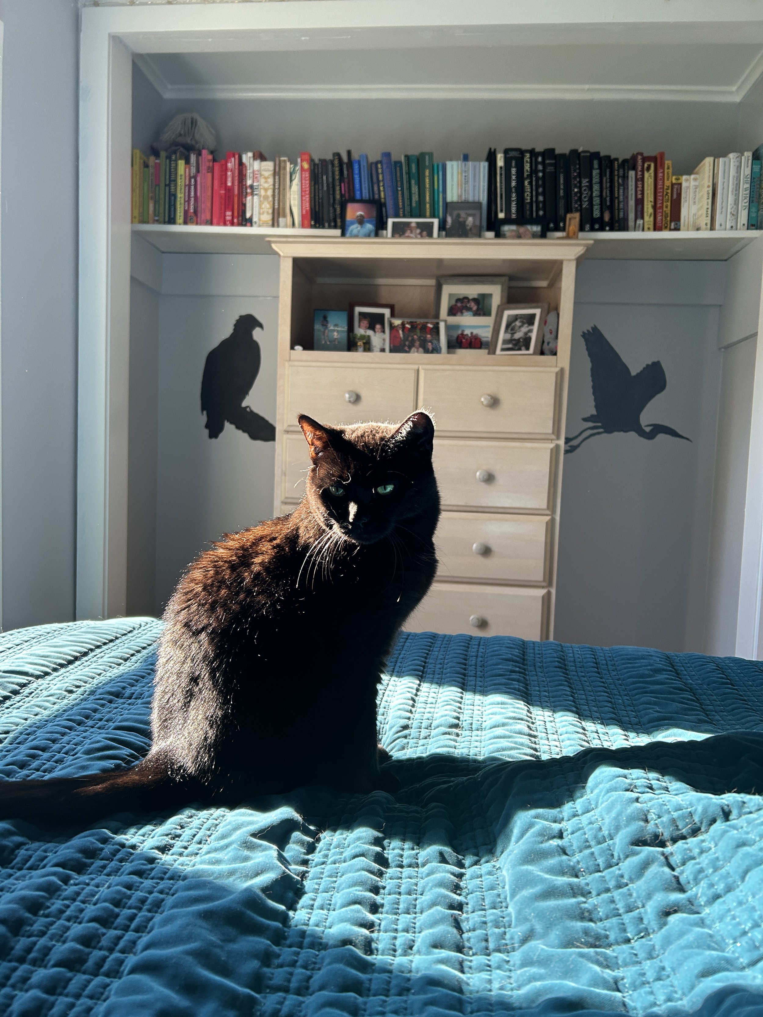 a black cat with green eyes sitting on a teal bedspread in a beam of sunlight